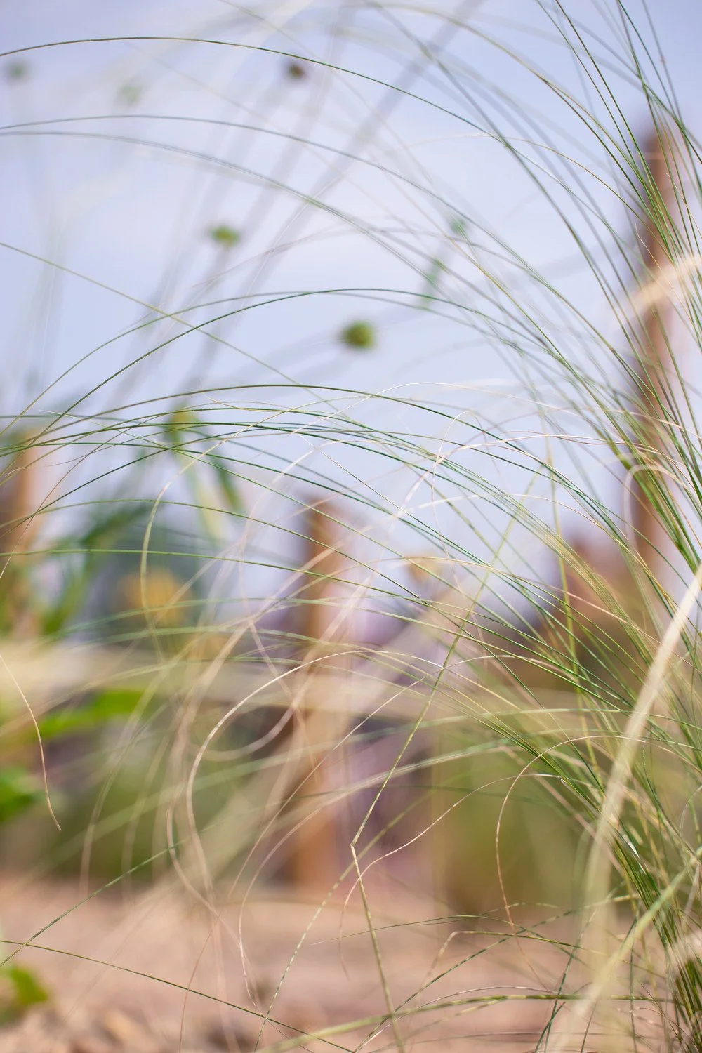 Ornamental grasses — painterly planting by Megan Dodd Studio