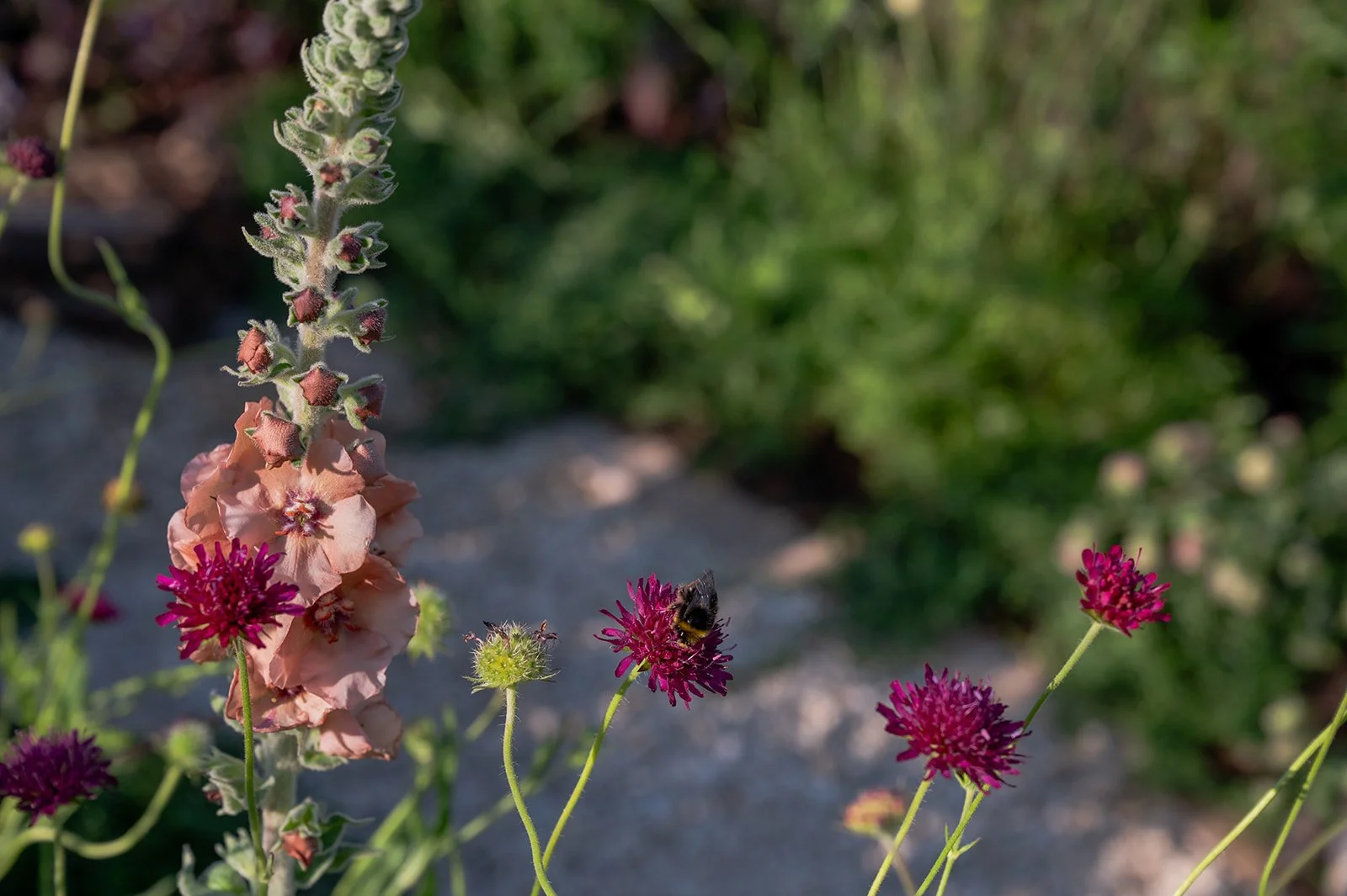 Pollinator‑friendly planting — painterly garden design by Megan Dodd Studio.