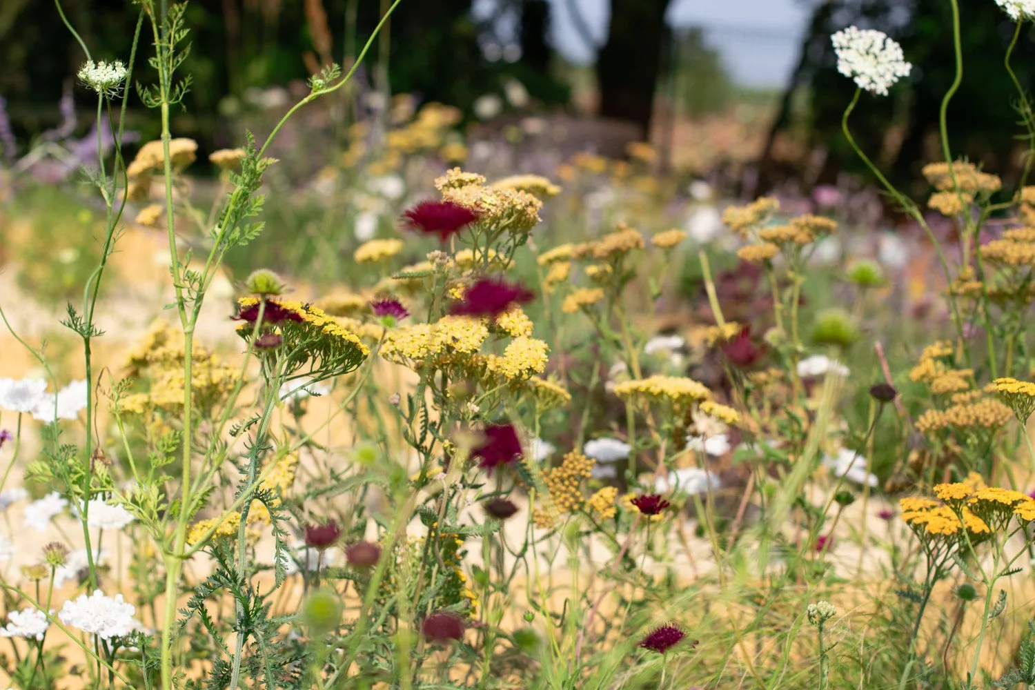 Wildflower meadow — habitat‑rich planting by Megan Dodd Studio.