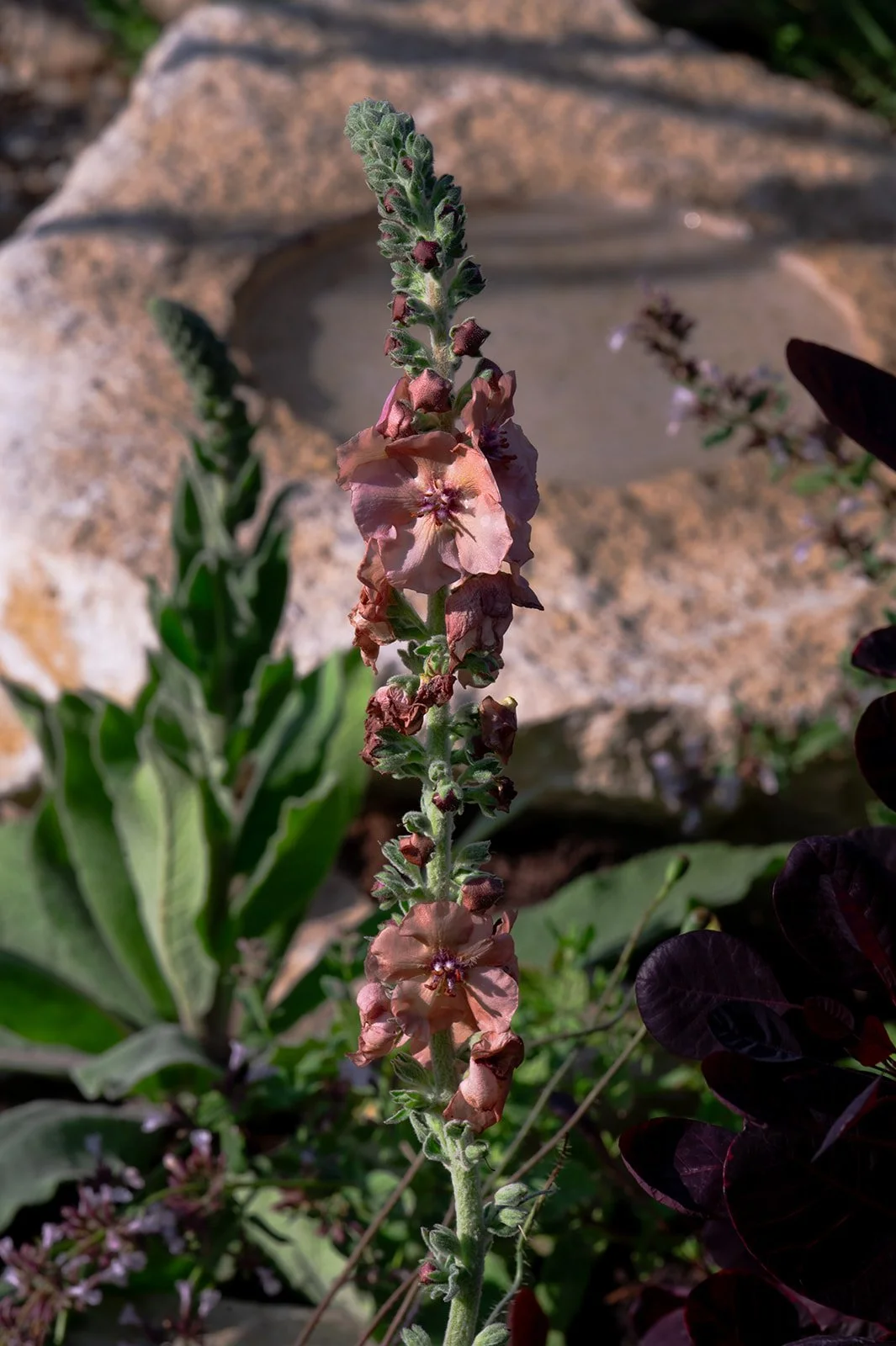 Verbascum 'Helen Johnson' and water bowl at Living Beauty show garden Silver Gilt medal at RHS Badminton, Megan Dodd Studio.