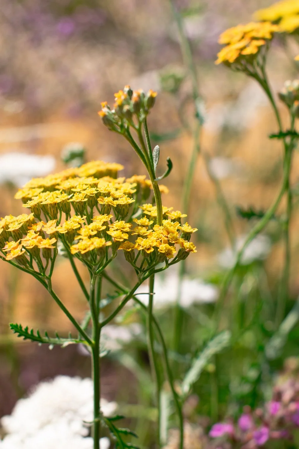 Yellow perennials — painterly planting palette by Megan Dodd Studio.
