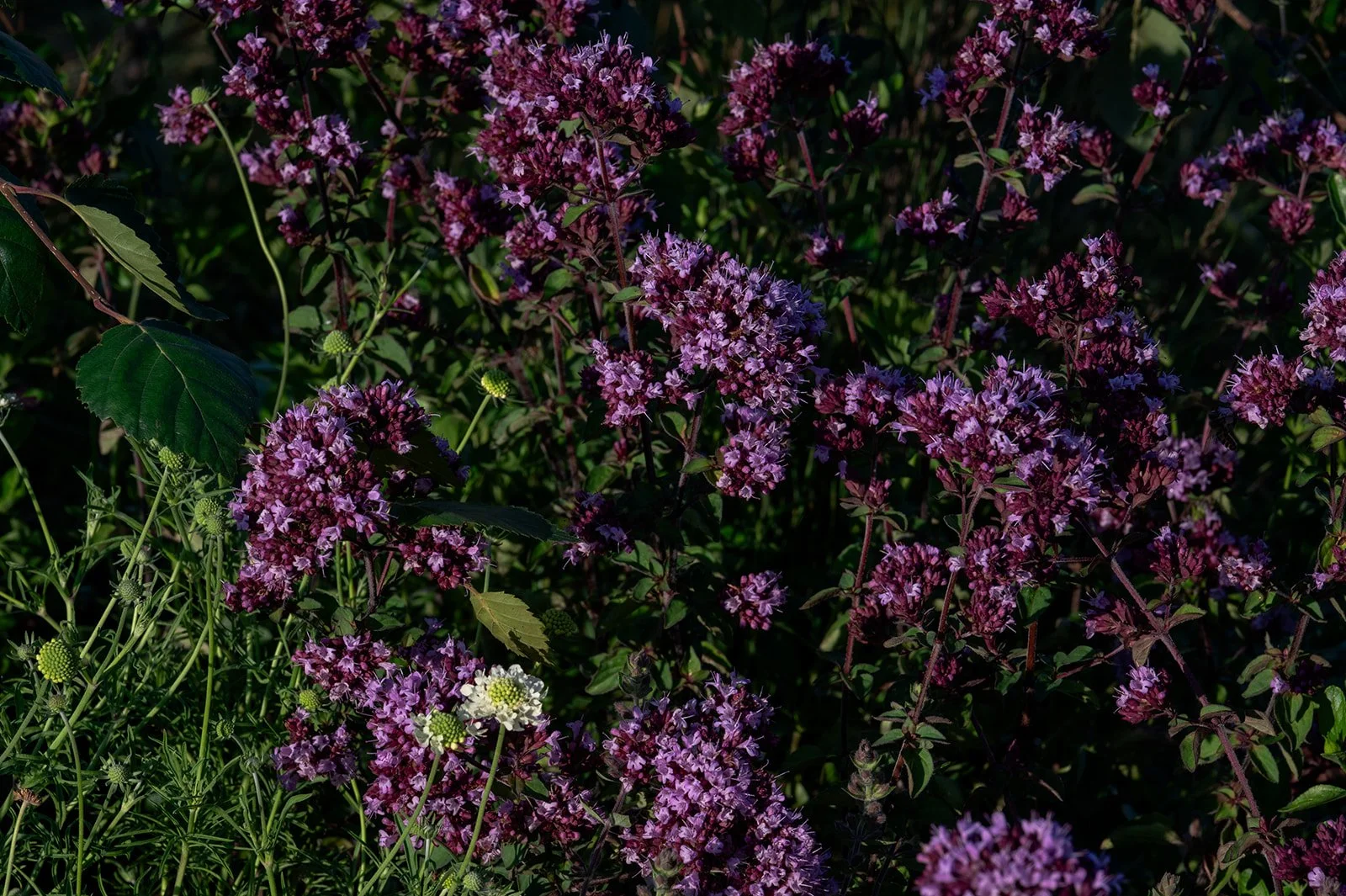 Painterly planting — summer perennials by Megan Dodd Studio