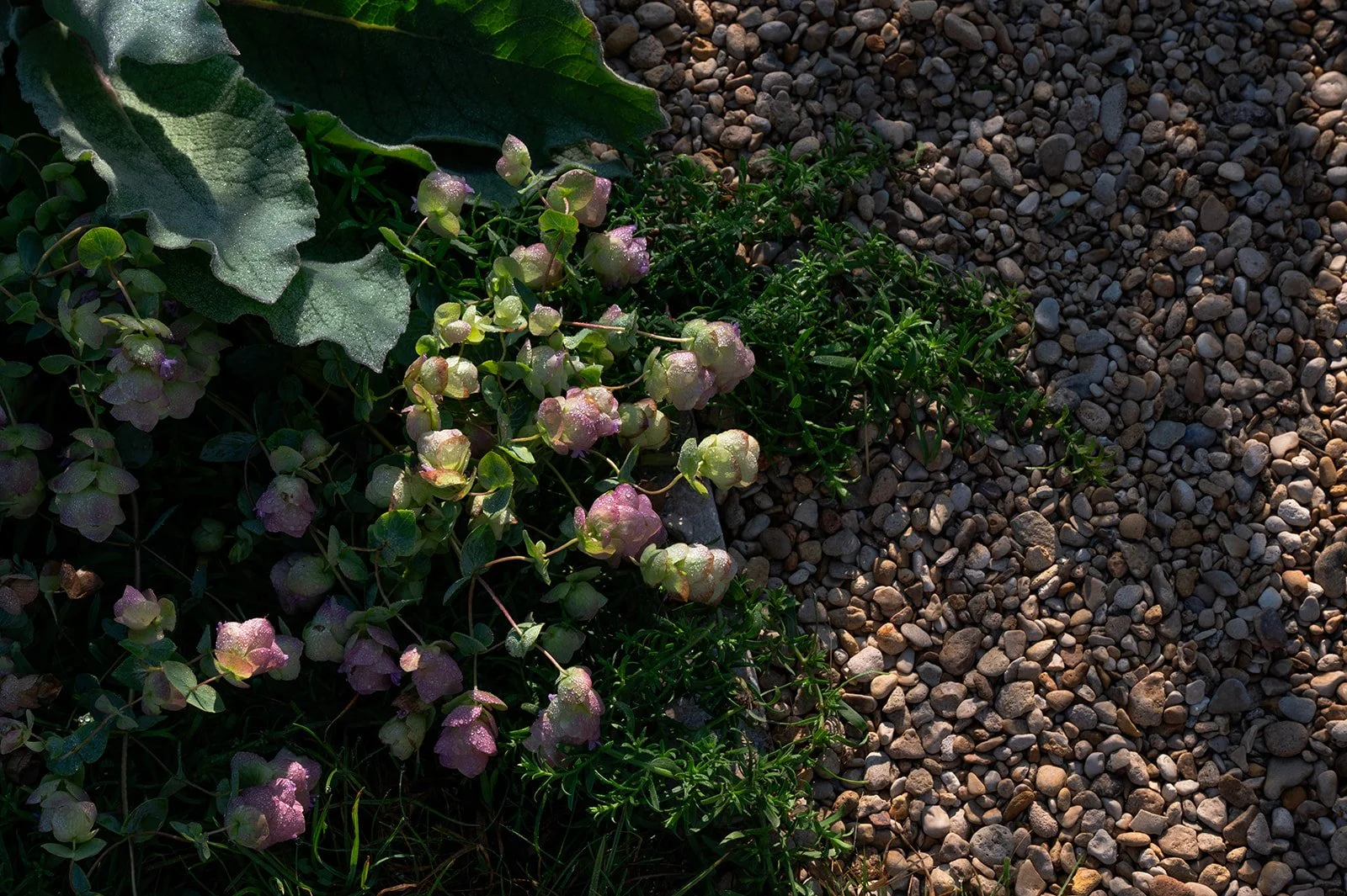 Origanum rotundifolium 'Jan's Pink' at Living Beauty show garden Silver Gilt medal at RHS Badminton, Megan Dodd Studio.