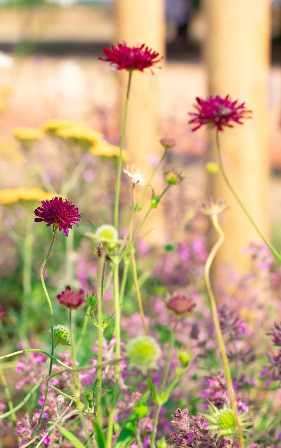 Wildflower planting — nature‑led garden design by Megan Dodd Studio.