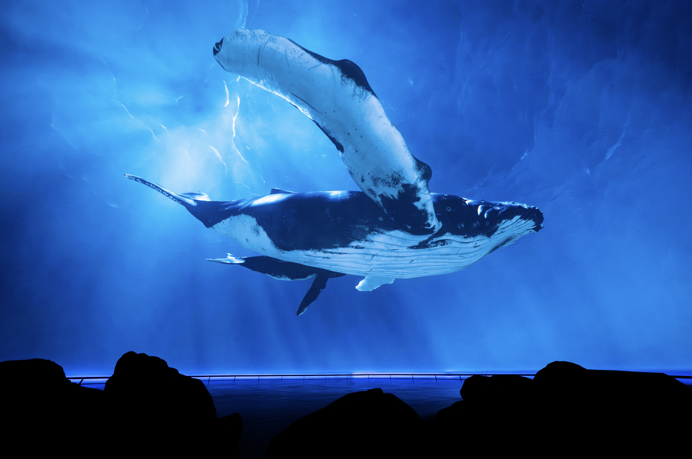 Our Story with David Attenborough to Premiere at Market Hall Dome