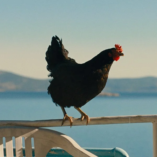 Hen (15)
