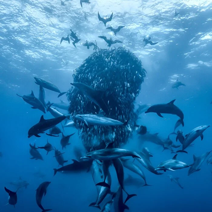 Ocean with David Attenborough (PG) + Short Films