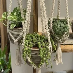 Workshop: Macrame Plant Hangers