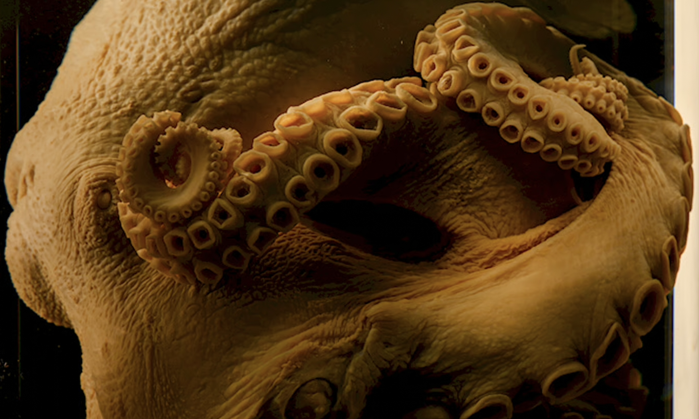 Halloween: Creepy Creatures of the Deep
