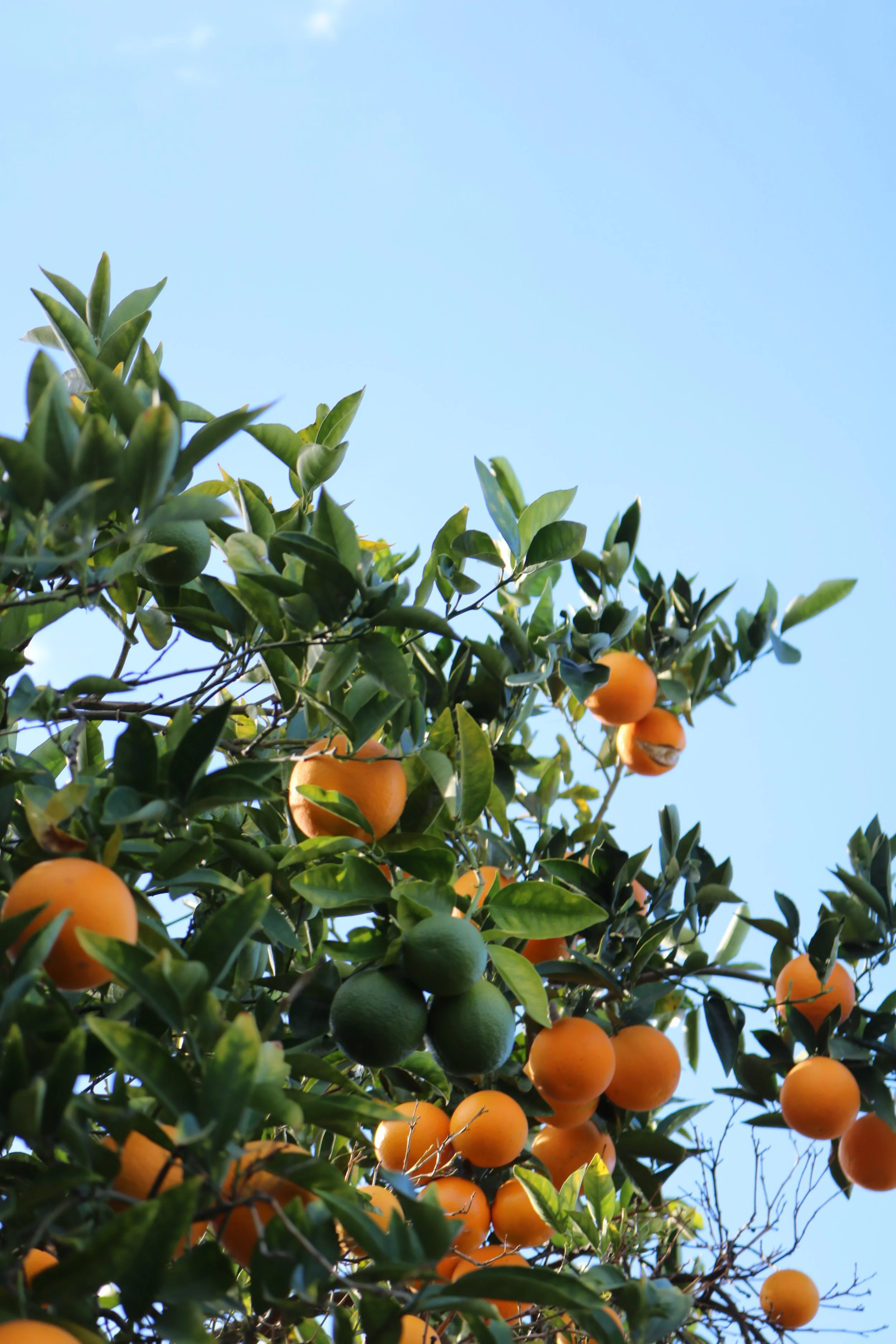 Orange and green citrus fruits hanging from a tree with green leaves against a blue sky.