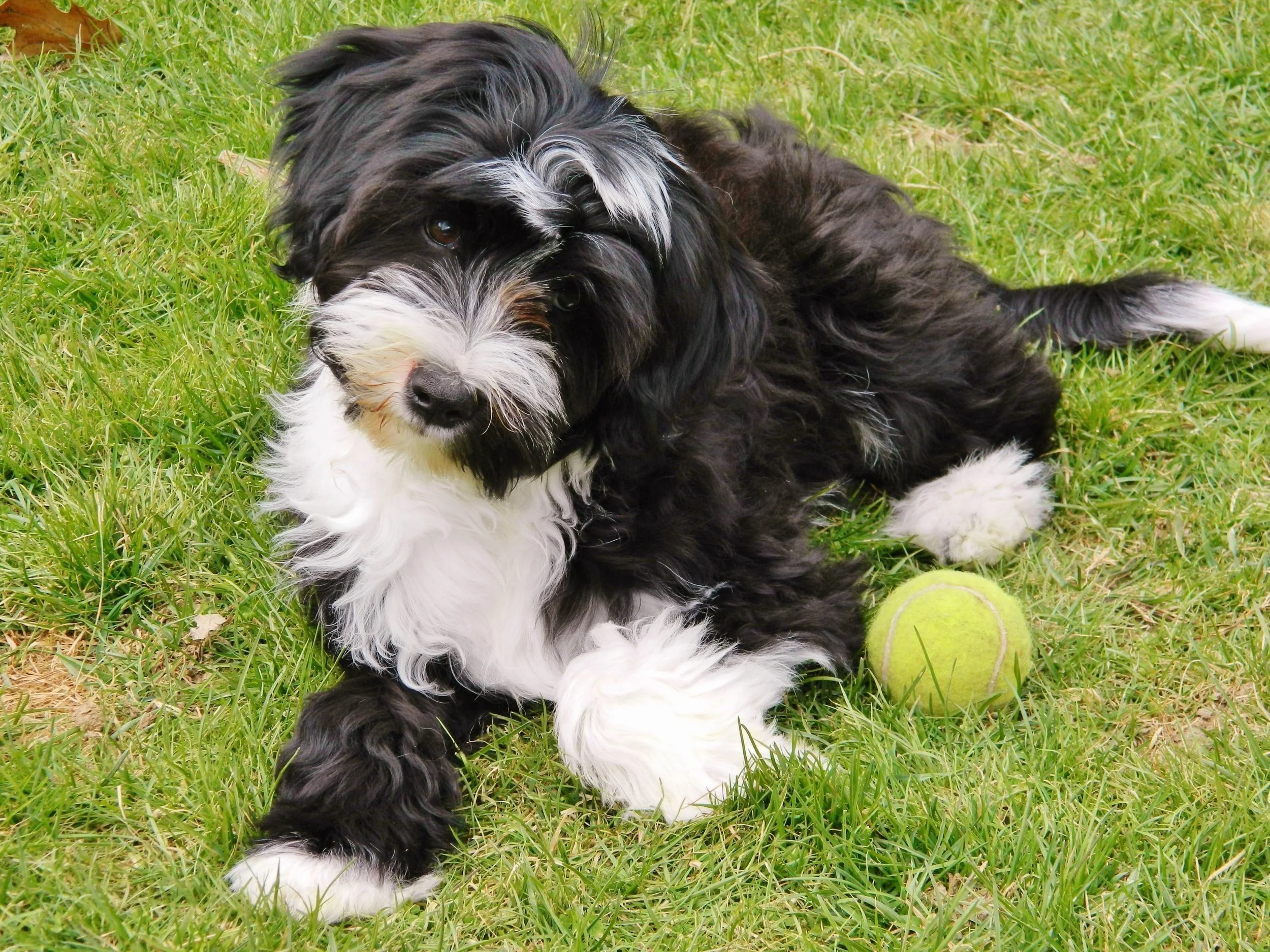 The Tibetan Terrier: A Little-Known Gem Among Dog Breeds