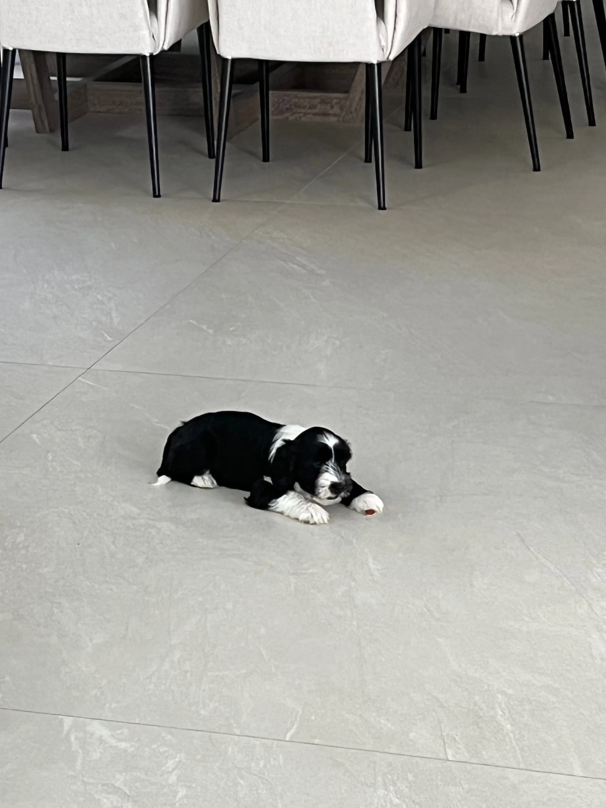 Daniel Kandler. A black and white puppy lying on a gray tiled floor near a set of white chairs with black legs.