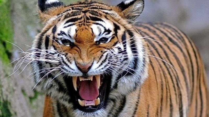 Two- faced humans hoodwink Bengal Tiger – Lateral Thinking Lessons