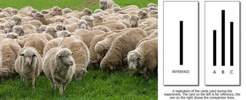 The story of the sheep and three black lines. What are the lessons? Why do we behave the way we do? Do you pause and think about your behaviour?
