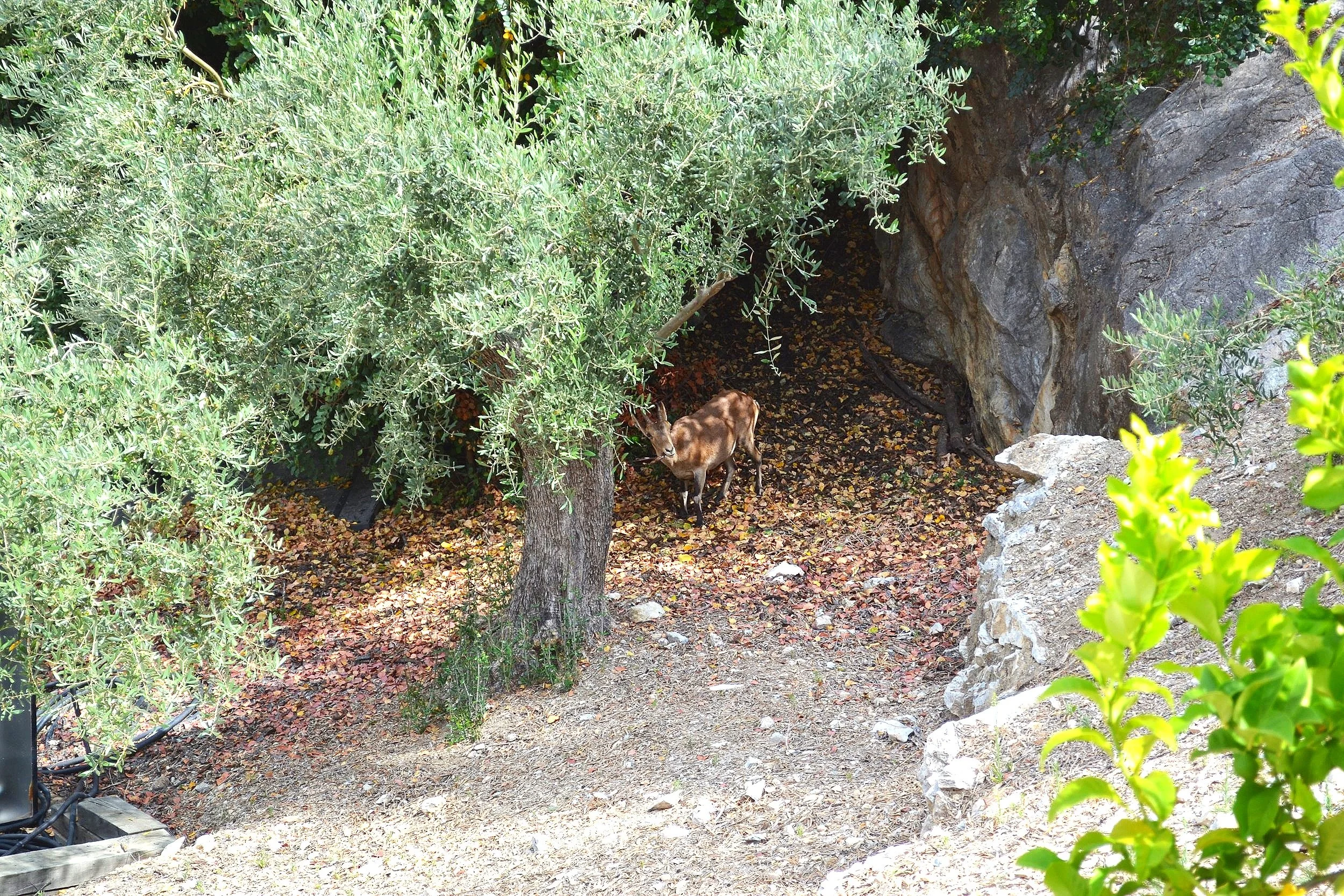 Wild Goat Villa  copy.jpg