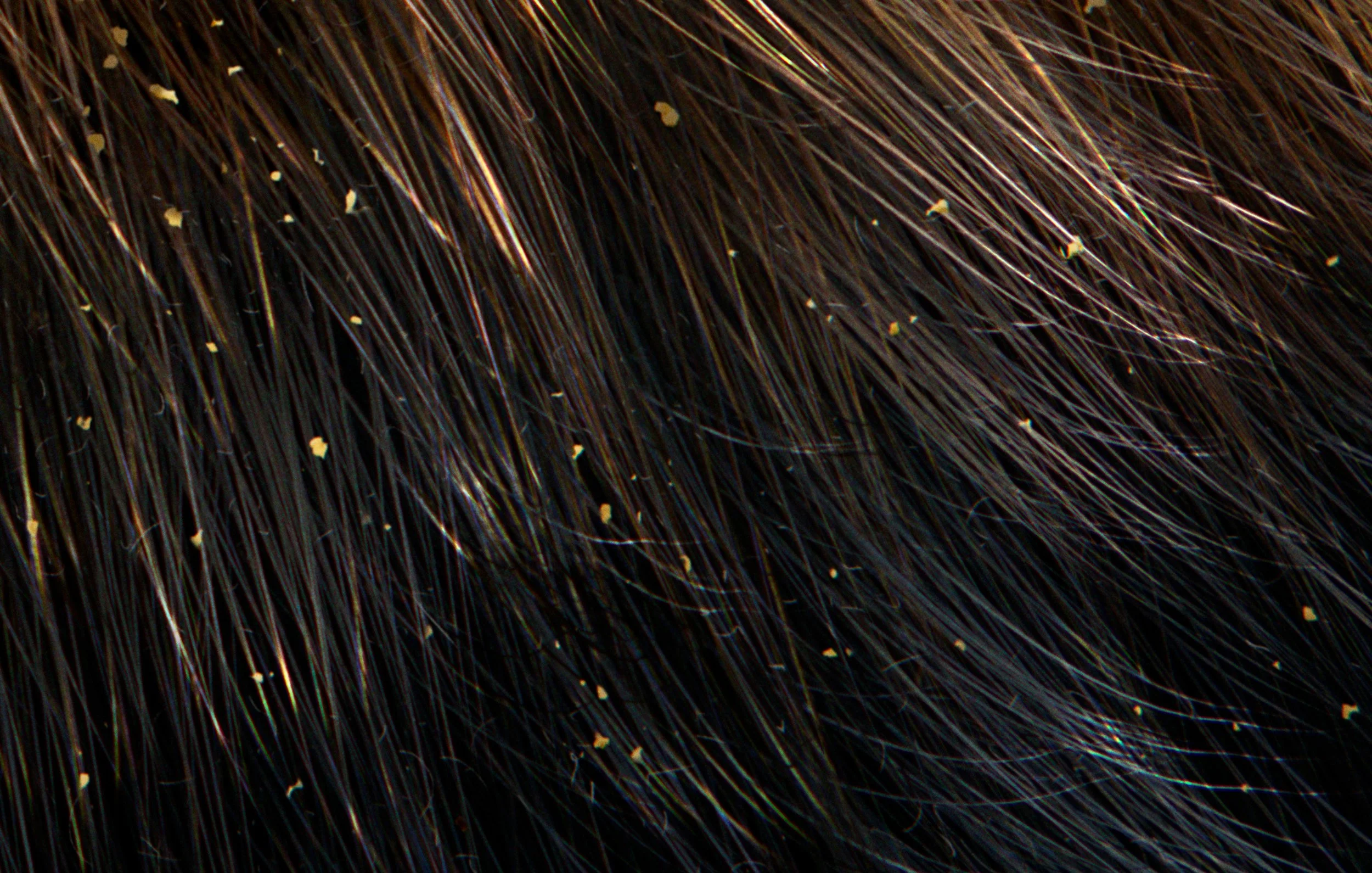 Bumble-Bee-Hair-Detail-CGI-Additive-Studios-Hugo-Tyer-Limited.jpg