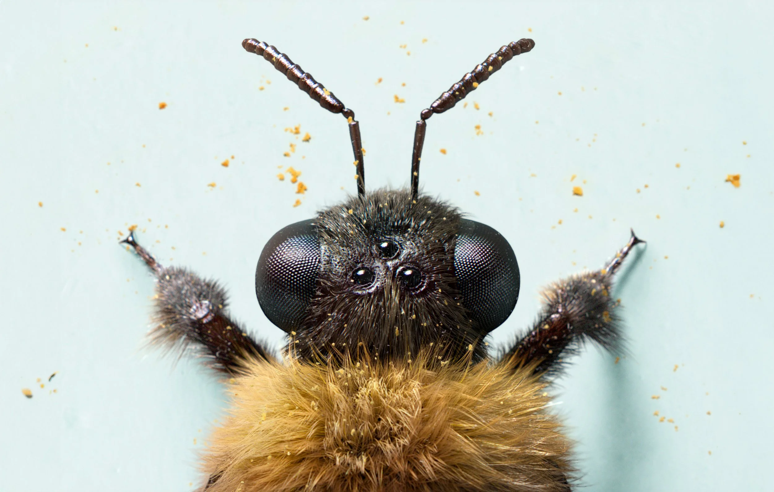 Bumble-Bee-Head-Detail-CGI-Additive-Studios-Hugo-Tyer-Limited.jpg