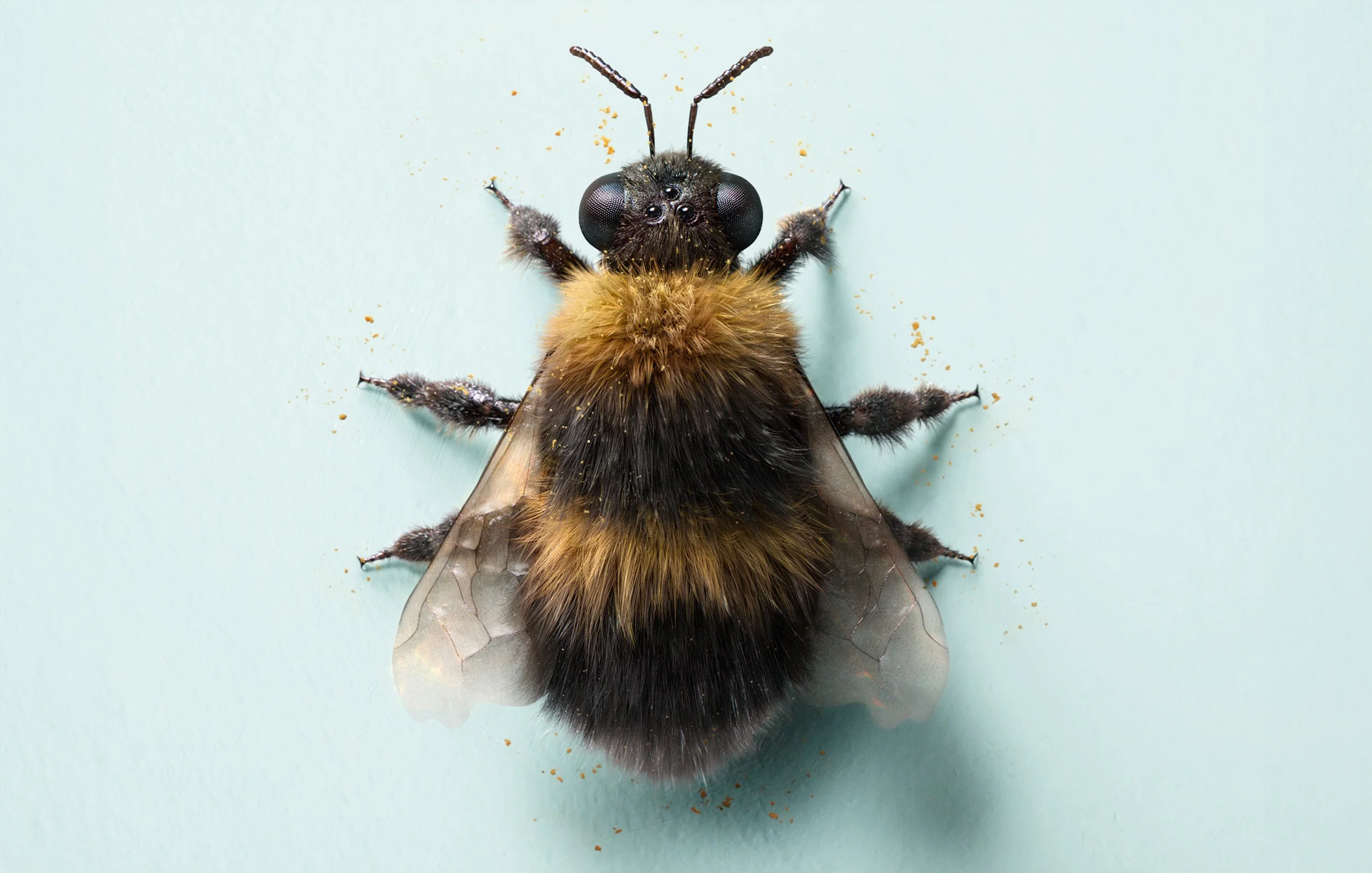 Bumble-Bee-Top-Profile-CGI-Additive-Studios-Hugo-Tyer-Limited.jpg