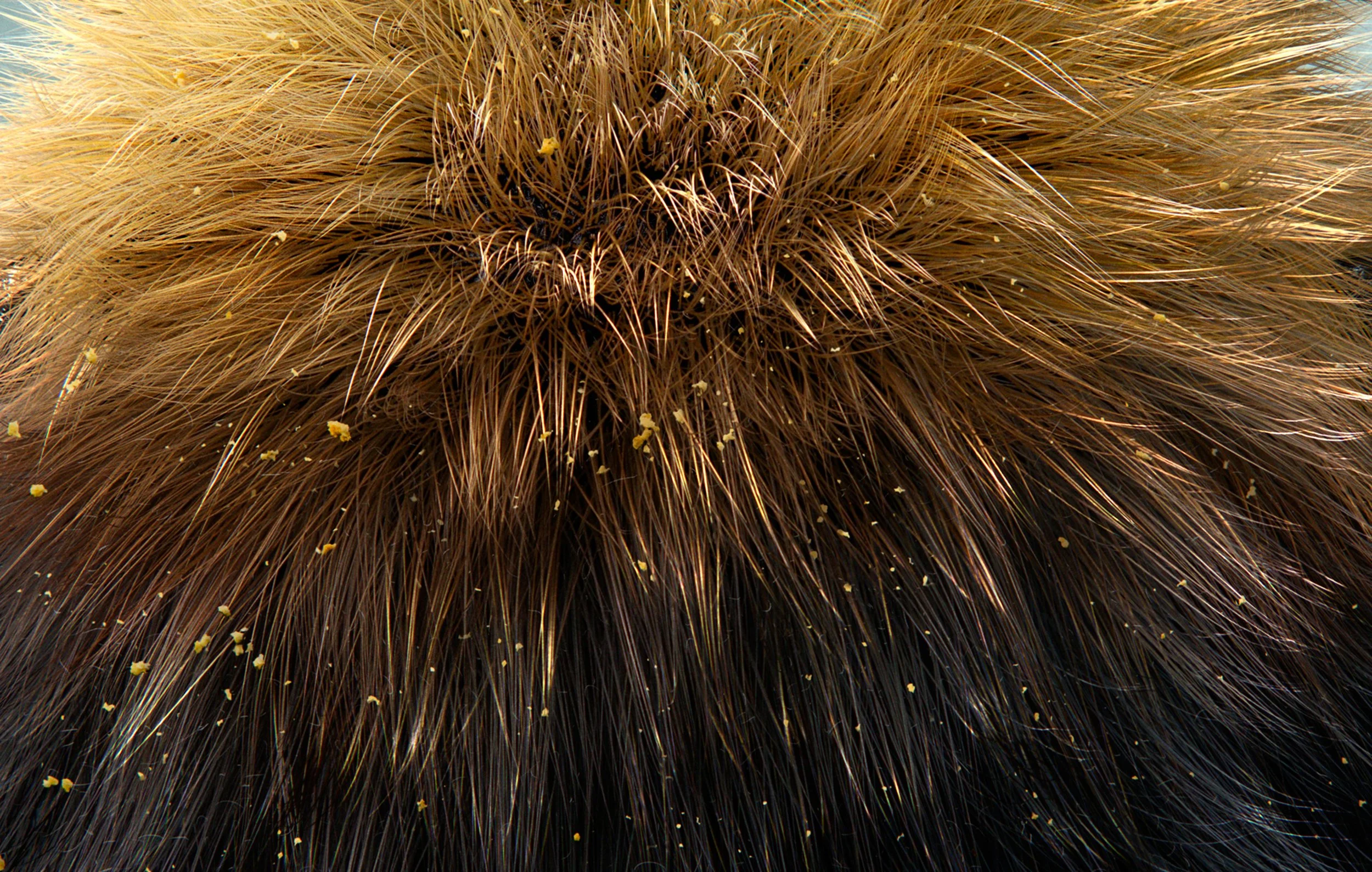 Bumble-Bee-Pollen-Detail-CGI-Additive-Studios-Hugo-Tyer-Limited.jpg