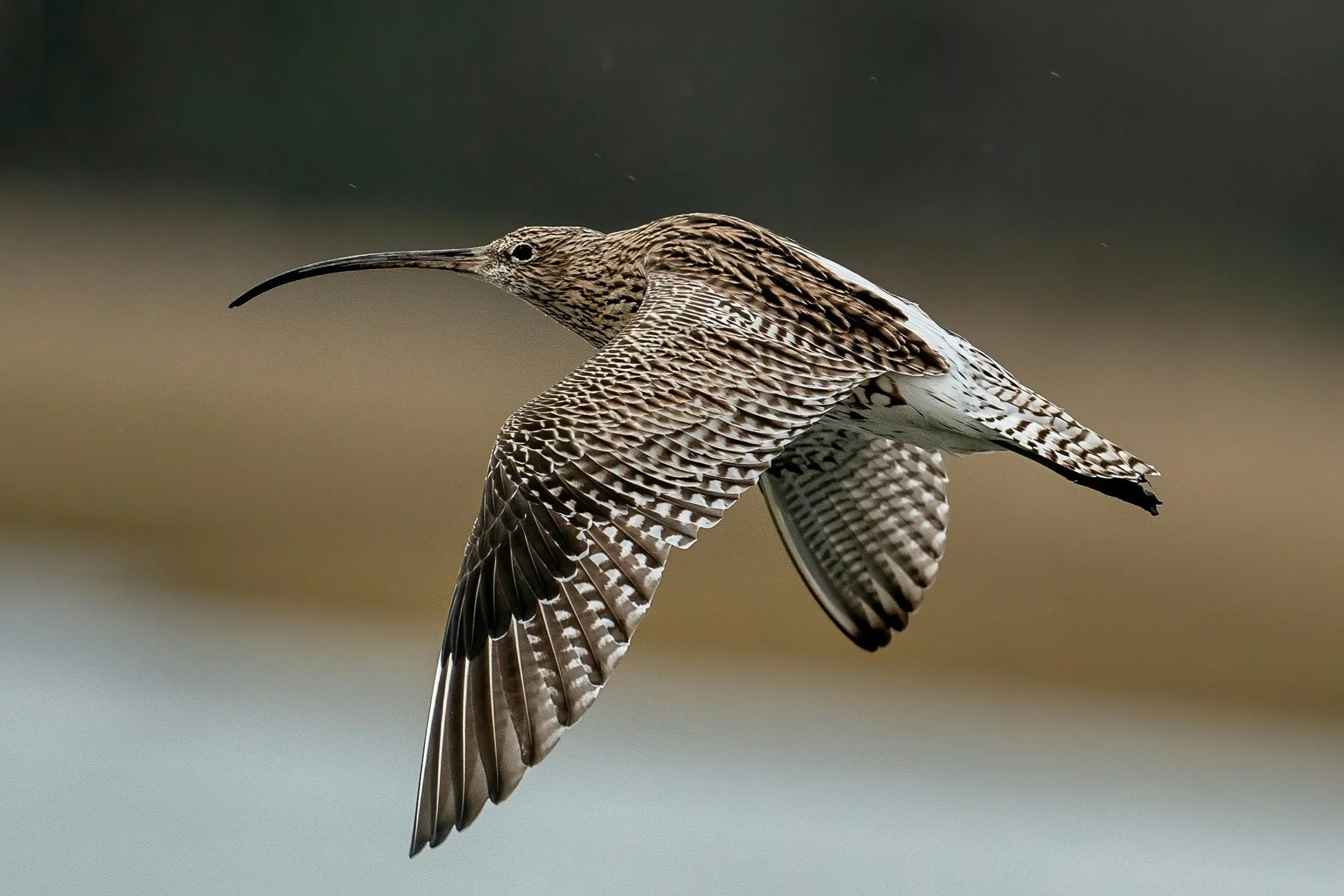 Eurasian Curlew