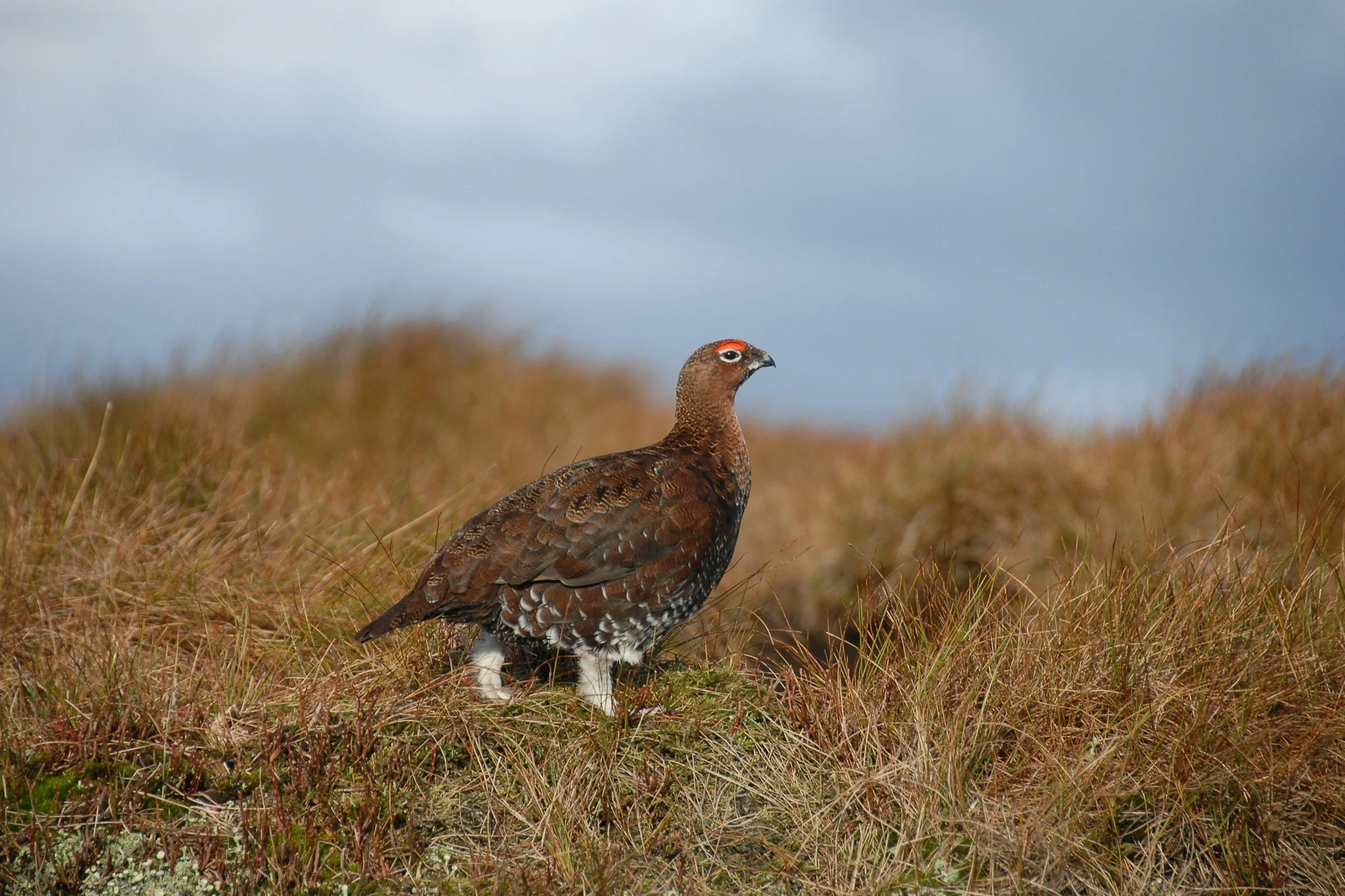 Red Grouse