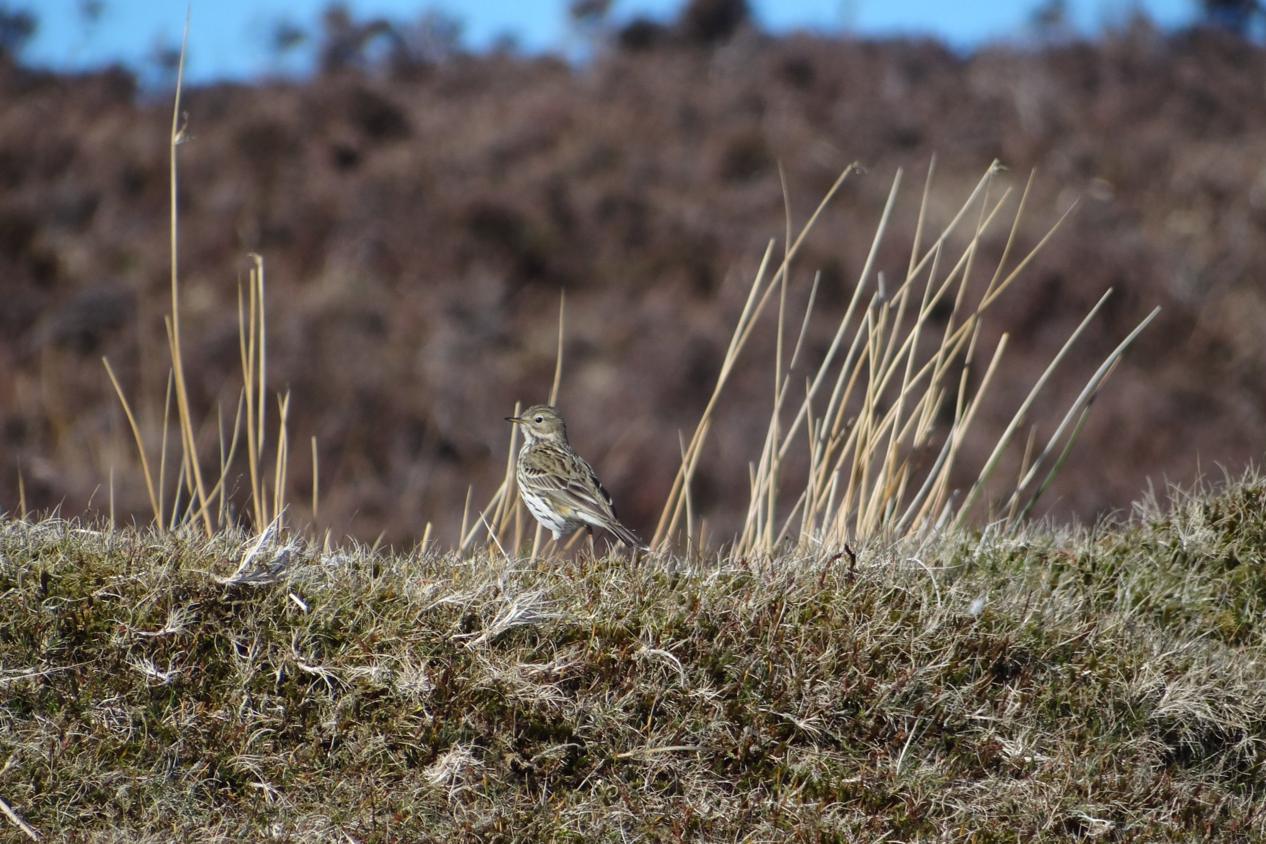 Meadow Pipit