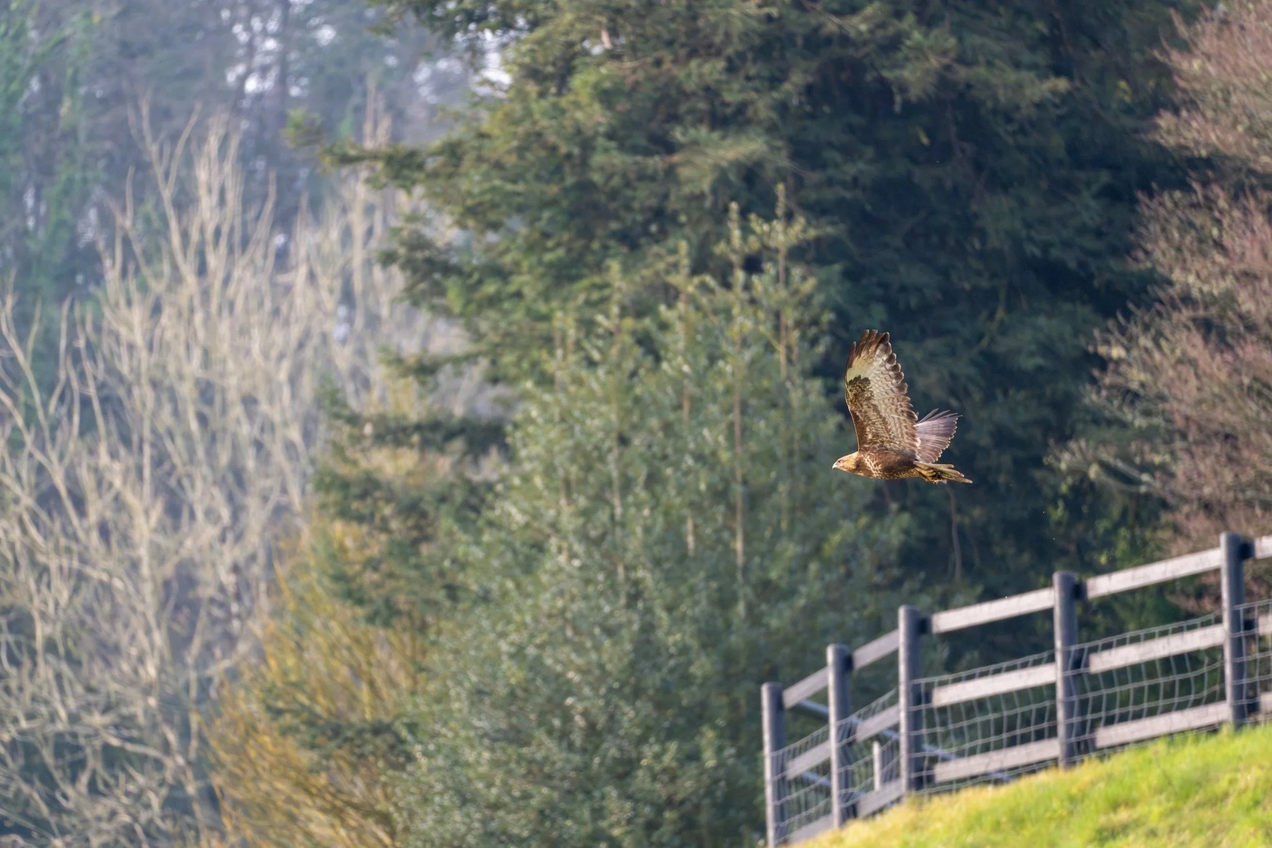 Buzzard - A familiar sight on the Island, the buzzard has made a strong recovery after years of persecution. It soars over farmland, plantations, and heathland, often nesting in the forks of large tree and perching on plantation edges. With broader w