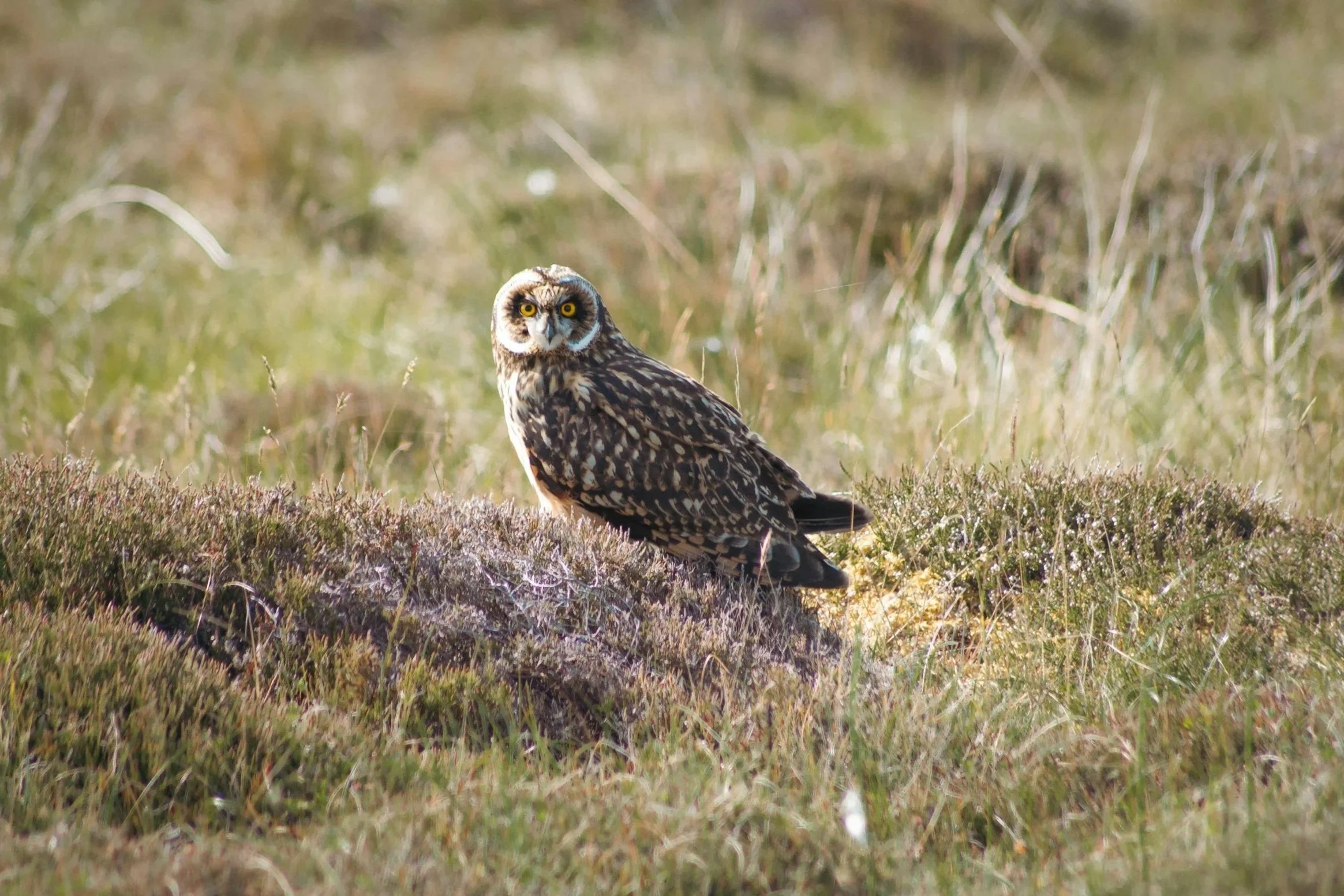 Short-eared owl -Often found hunting low over heathland and grasslands during the day time. They nest on the ground in the uplands.