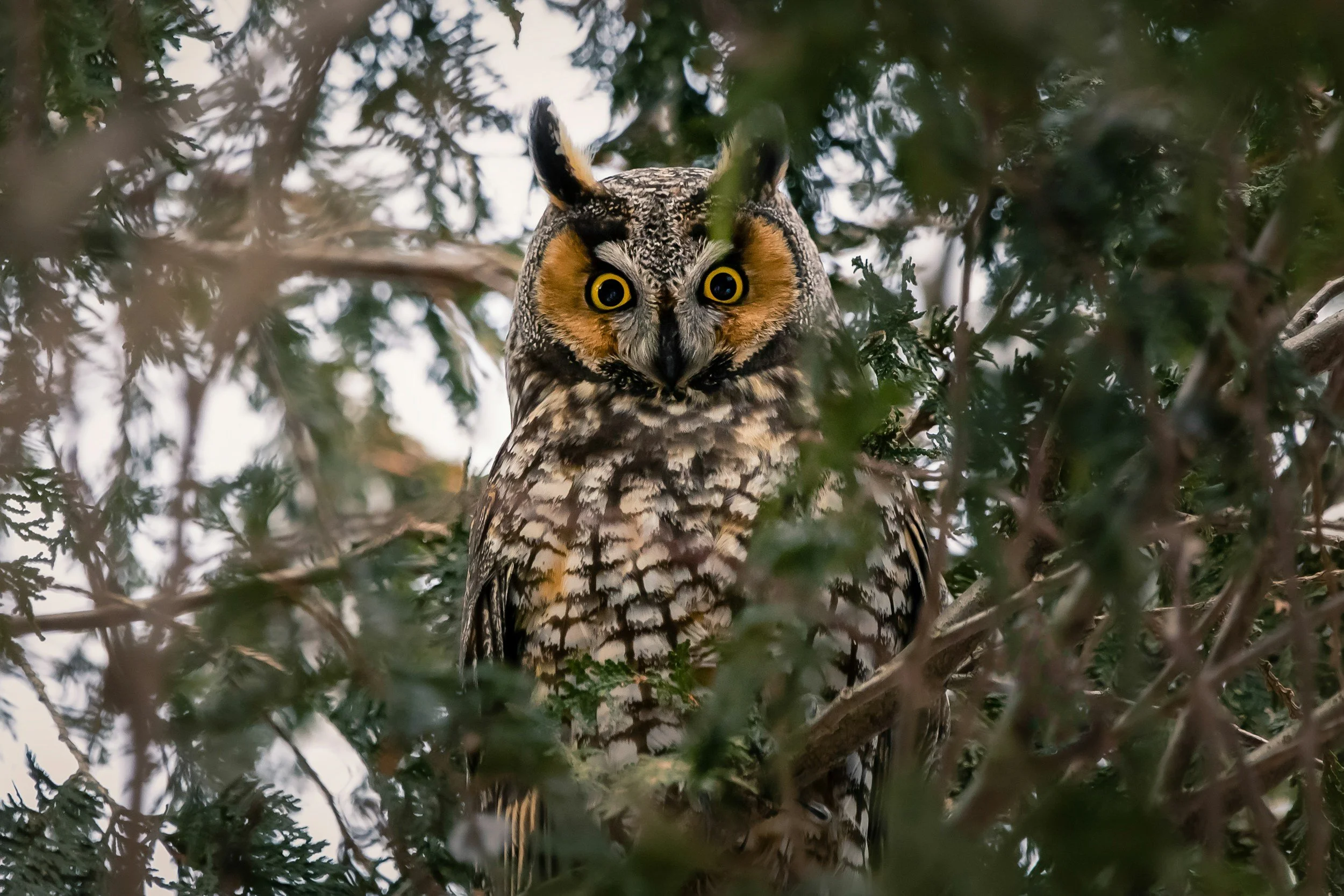 Long-eared owl - This shy, nocturnal beauty sports large 'ear-tufts' on its head. They can be found in our upland coniferous plantations and mixed woodlands, often in communal roosts. Look out for those big orange-red eyes.