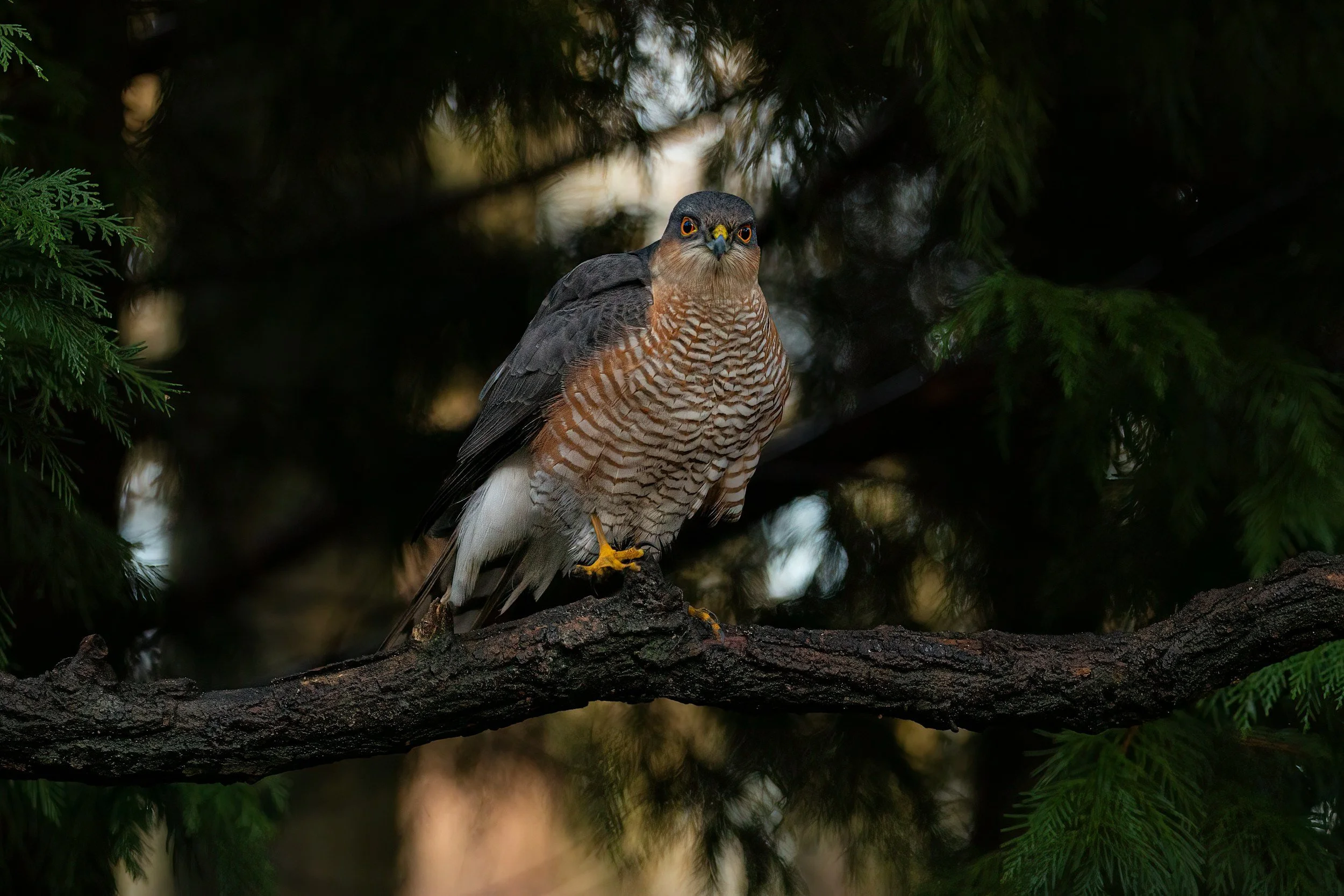 Sparrowhawk - Can be found in a large range of habitats, hunting small birds such as pipits and sparrows. Both male and females have reddish cheeks, but females are 25% bigger than their male counterparts, with browner plumage and grey chest bars.