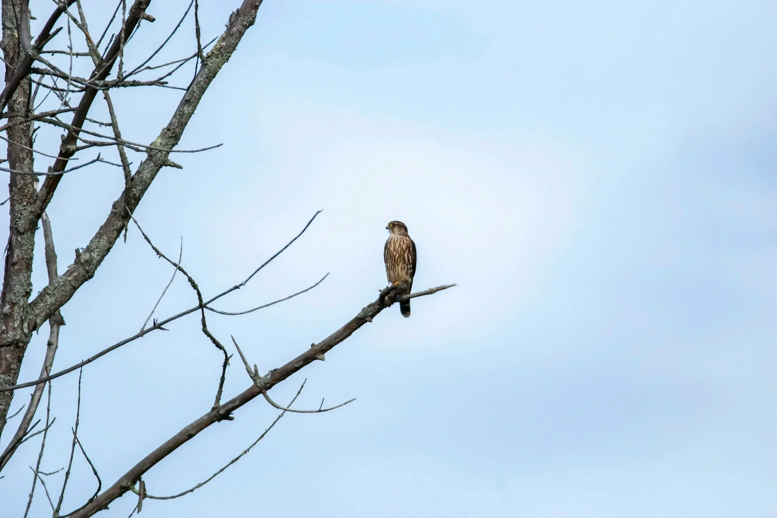 Merlin - Europe's smallest falcon, not much larger than a blackbird. They are regular migrants and overwinter on the Isle of Man