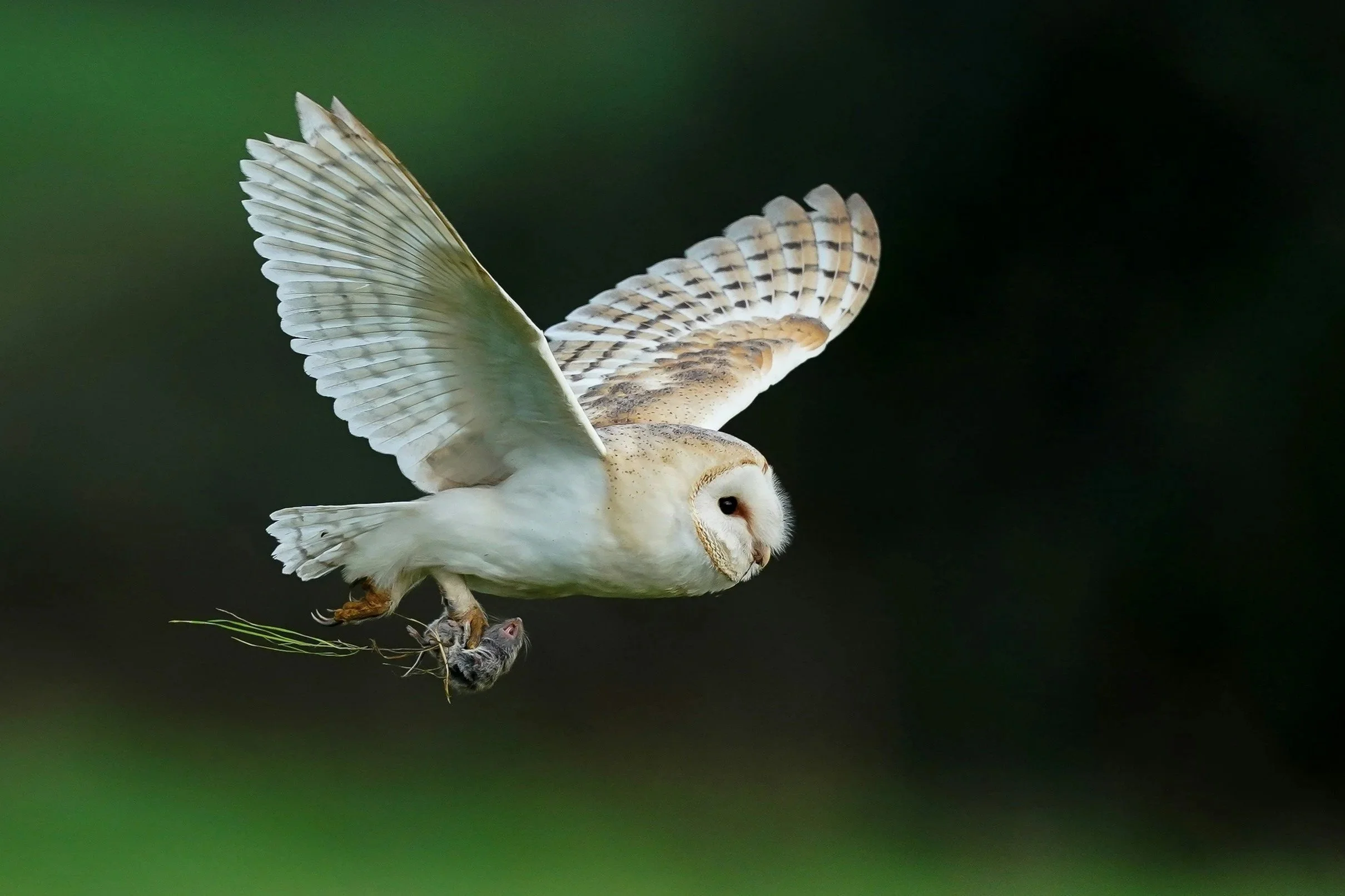 Barn Owl - this stunning bird is distinguished by its heart-shaped face and pure white feathers. Often seen hunting at dawn and dusk, they hunt rodents hidden in vegetation with their stealthy, silent flight.