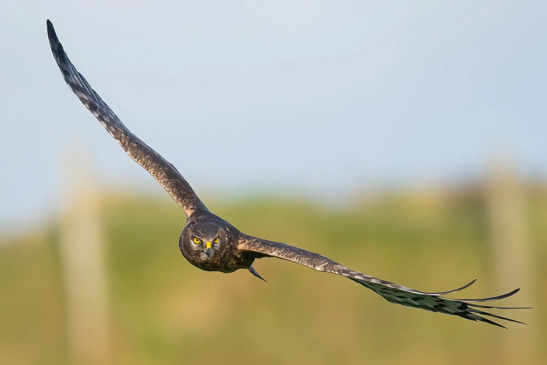 Hen Harrier - This bird is Amber listed under the Birds of Conservation Concern in the Isle of Man, as our uplands have provided them with undisturbed, good condition habitat for nesting on the ground and hunting year round. Females are known as 'rin