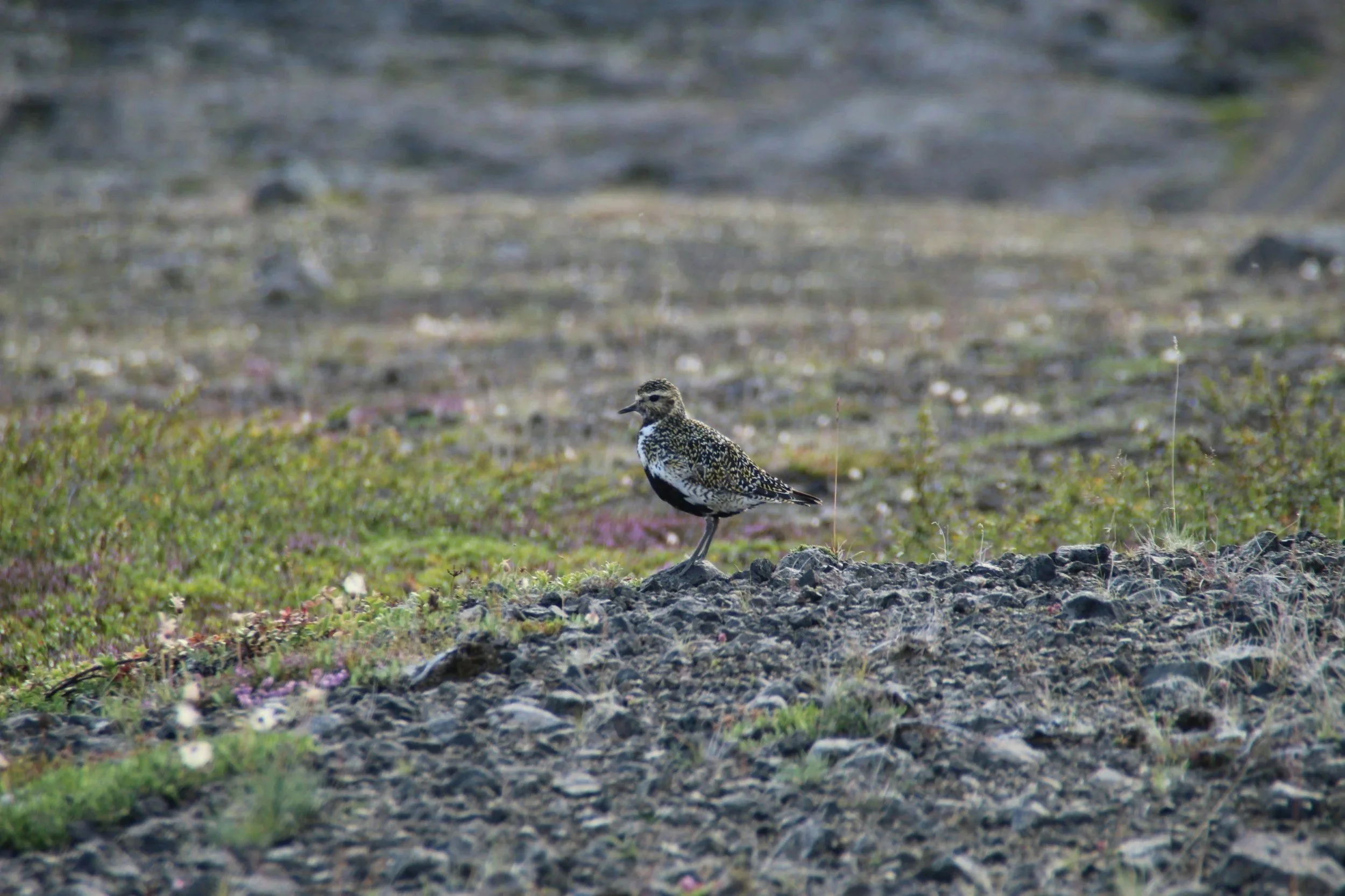 Golden Plover - (Pluvialis apricaria) look out for this bird in the Manx hills from May to September, moving to lowland fields in the winter. As their name indicates, they have a golden-spotted back with a bold black face and underside outlined by wh