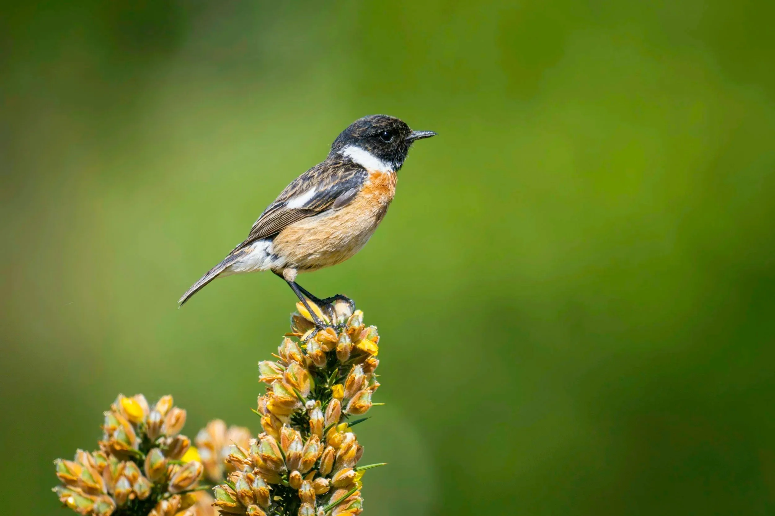 Stonechat - The Stonechat (Saxicola rubicola) is a small, striking bird that adds a splash of colour and character to the uplands of the Isle of Man. It’s a year-round resident and a familiar sight perched on gorse, heather, or fence posts, especiall