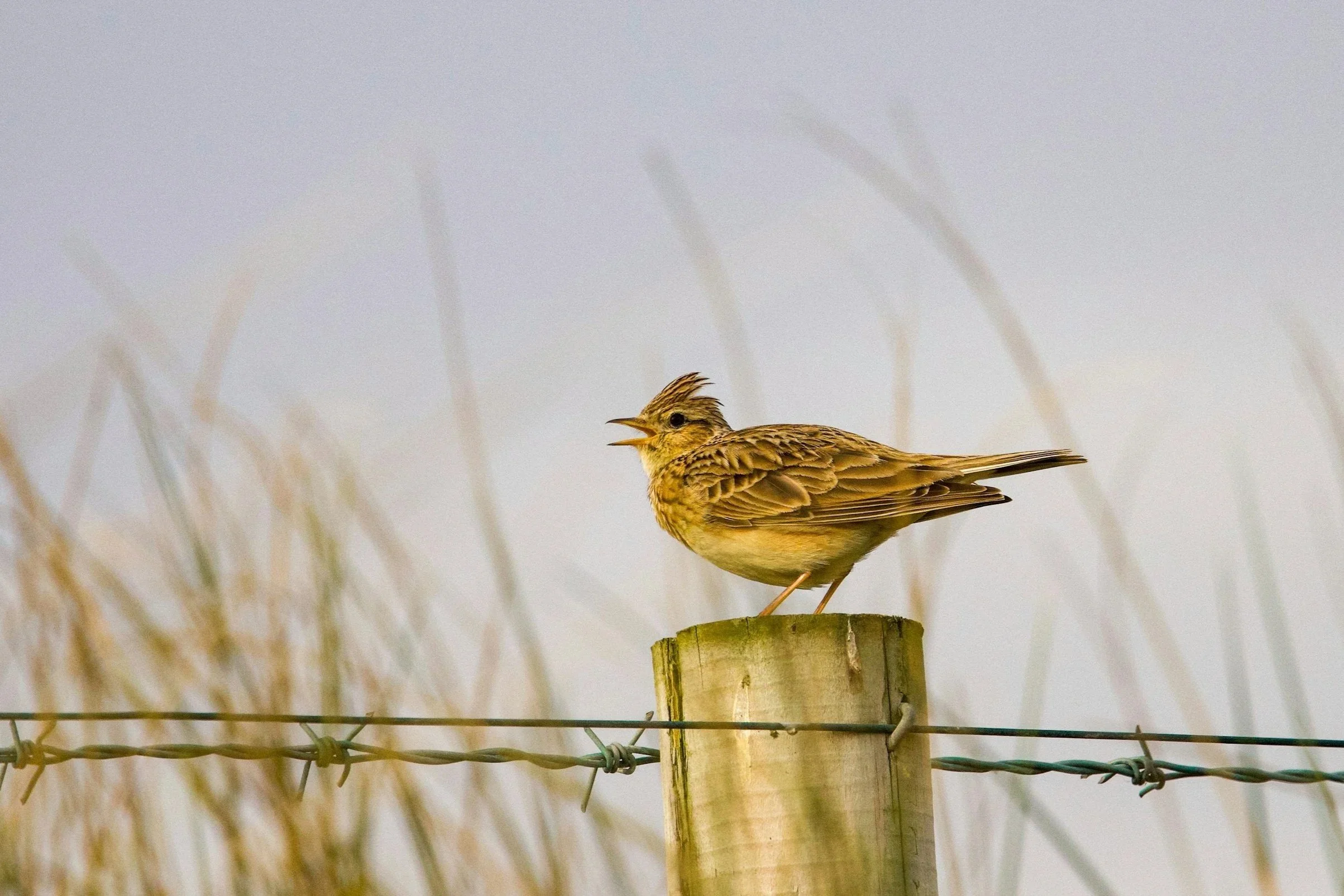 Skylark - (Alauda arvensis) is one of the most iconic and uplifting birds of the Isle of Man’s uplands, known for its beautiful, cascading song delivered in flight high above open moorland. This bird is slightly larger than a sparrow, with a streaky