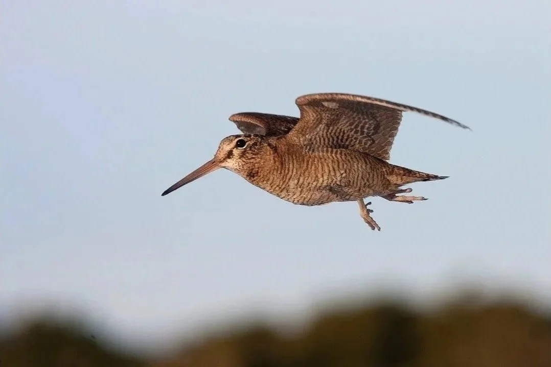 Woodcock - (Scolopax rusticola) is a secretive, camouflaged wading bird that breeds on the edges of upland woodland and moorland. These birds are chunkier and shorter billed than snipes. They are most active at dawn and dusk, often seen during their