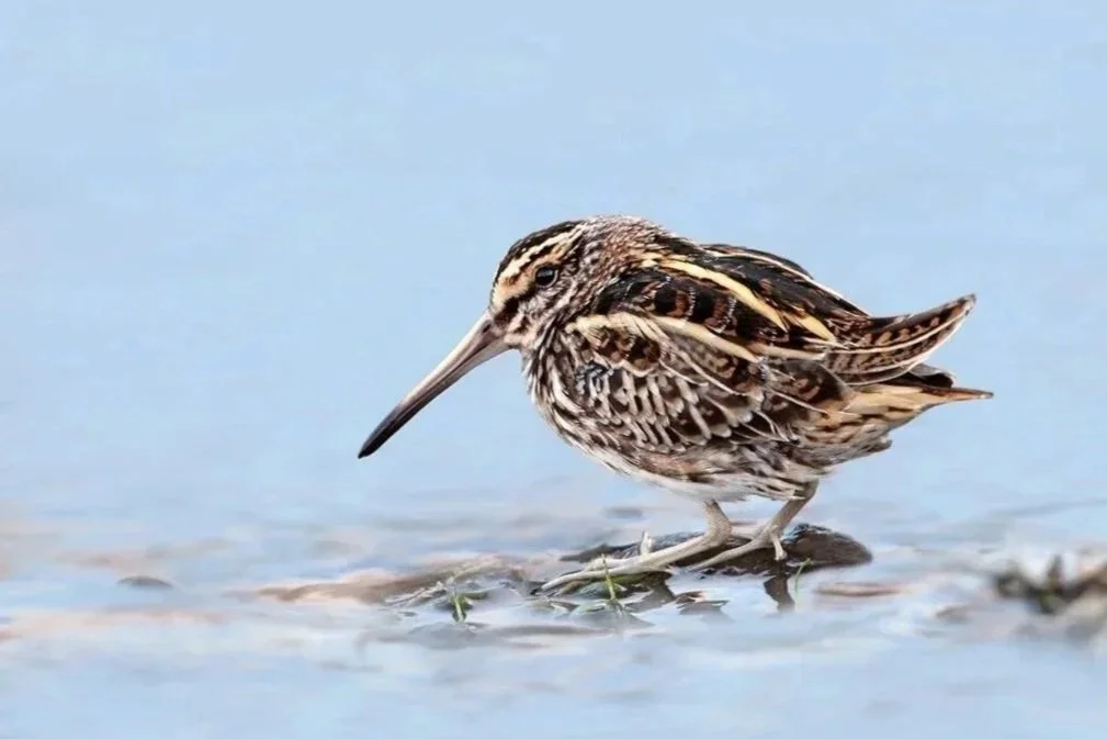 Jack Snipe - Smaller than the Common snipe, about starling sized. Their bill is also shorter and straighter in comparison. They flush much quicker than common snipe, flying low to the ground for a short distance before landing and running for cover i