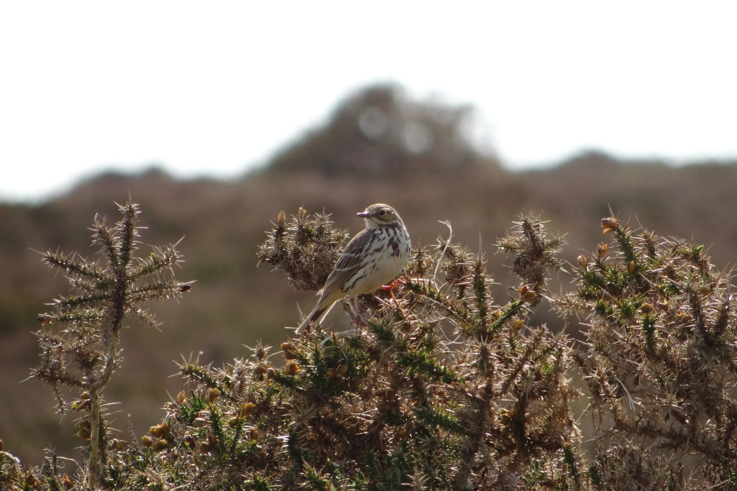 Meadow Pipit - The Meadow Pipit (Anthus pratensis) is one of the most widespread and characteristic birds of the uplands on the Isle of Man. Though often overlooked due to its modest appearance, being small and slender but it plays a vital role in th