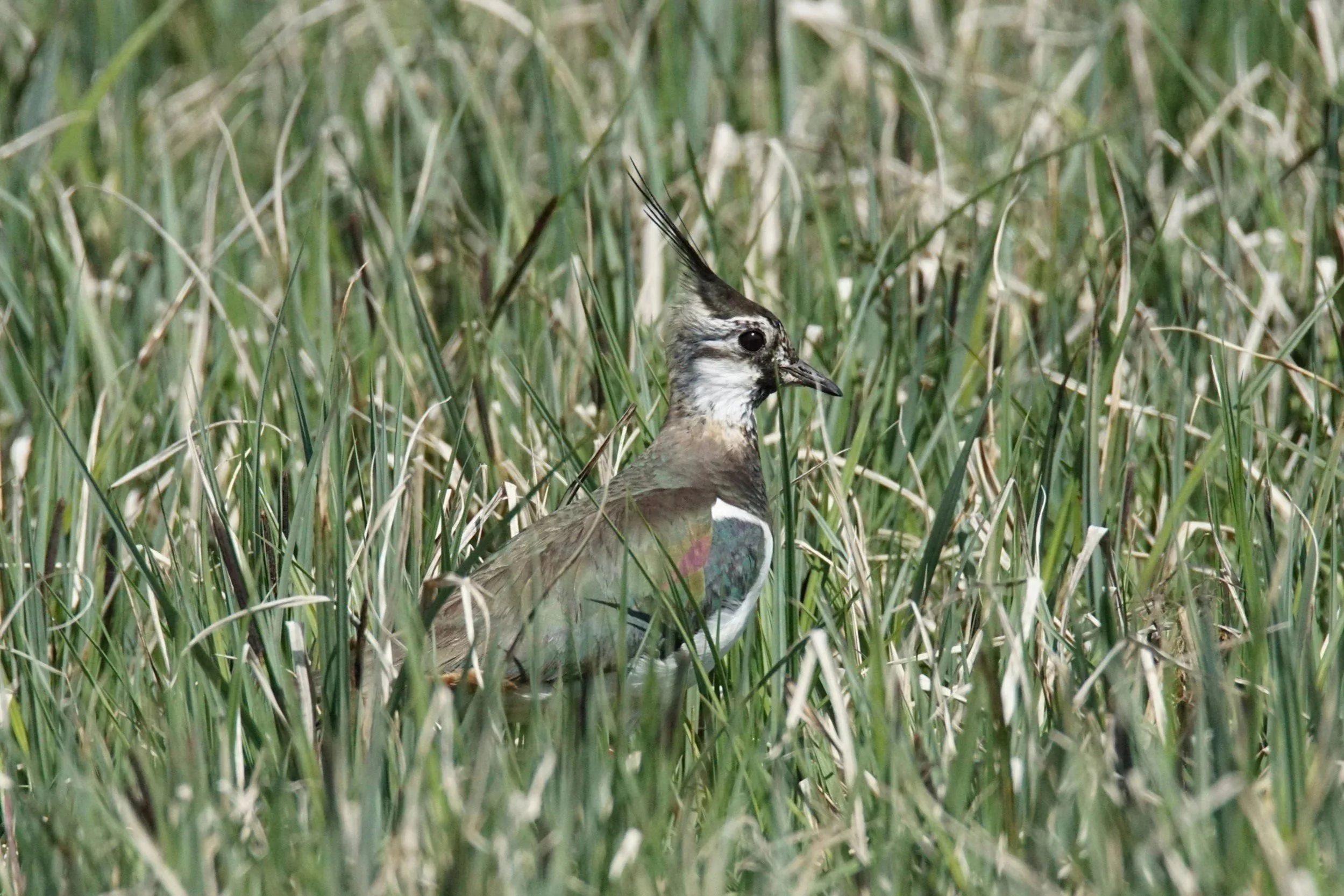 Lapwing - (Vanellus vanellus), known for due its distinctive "peewit " call, is a striking and charismatic bird. Glossy green-black upperparts, white belly, and a wispy crest. In flight, its broad, rounded wings and slow, flappy flight are unmistakab