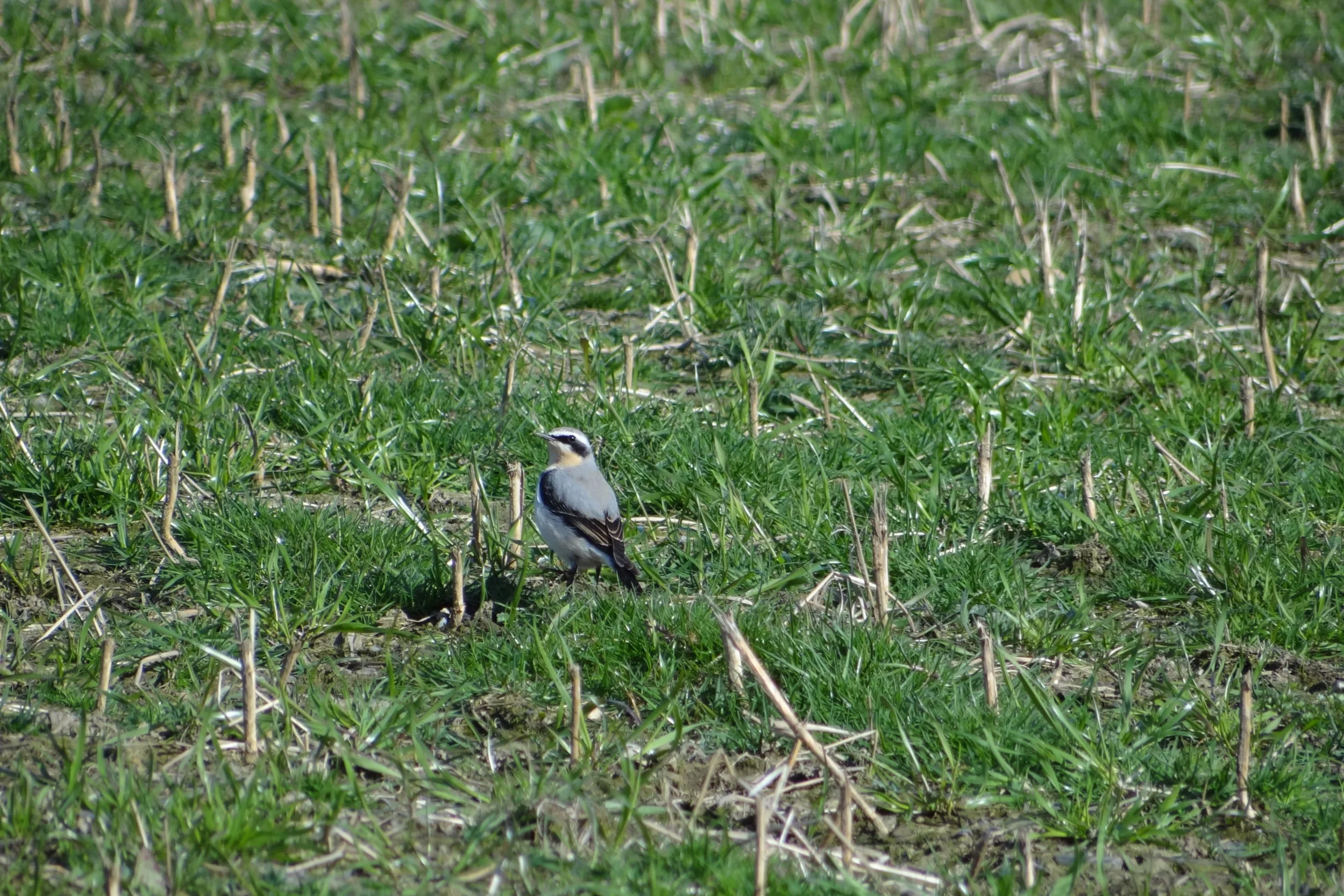 Male Wheatear - Northern Wheatear (Oenanthe oenanthe) is a charming and distinctive summer visitor to the uplands of the Isle of Man. Despite its name, it’s not related to wheat or ears—it’s thought to derive from an old English phrase meaning “white
