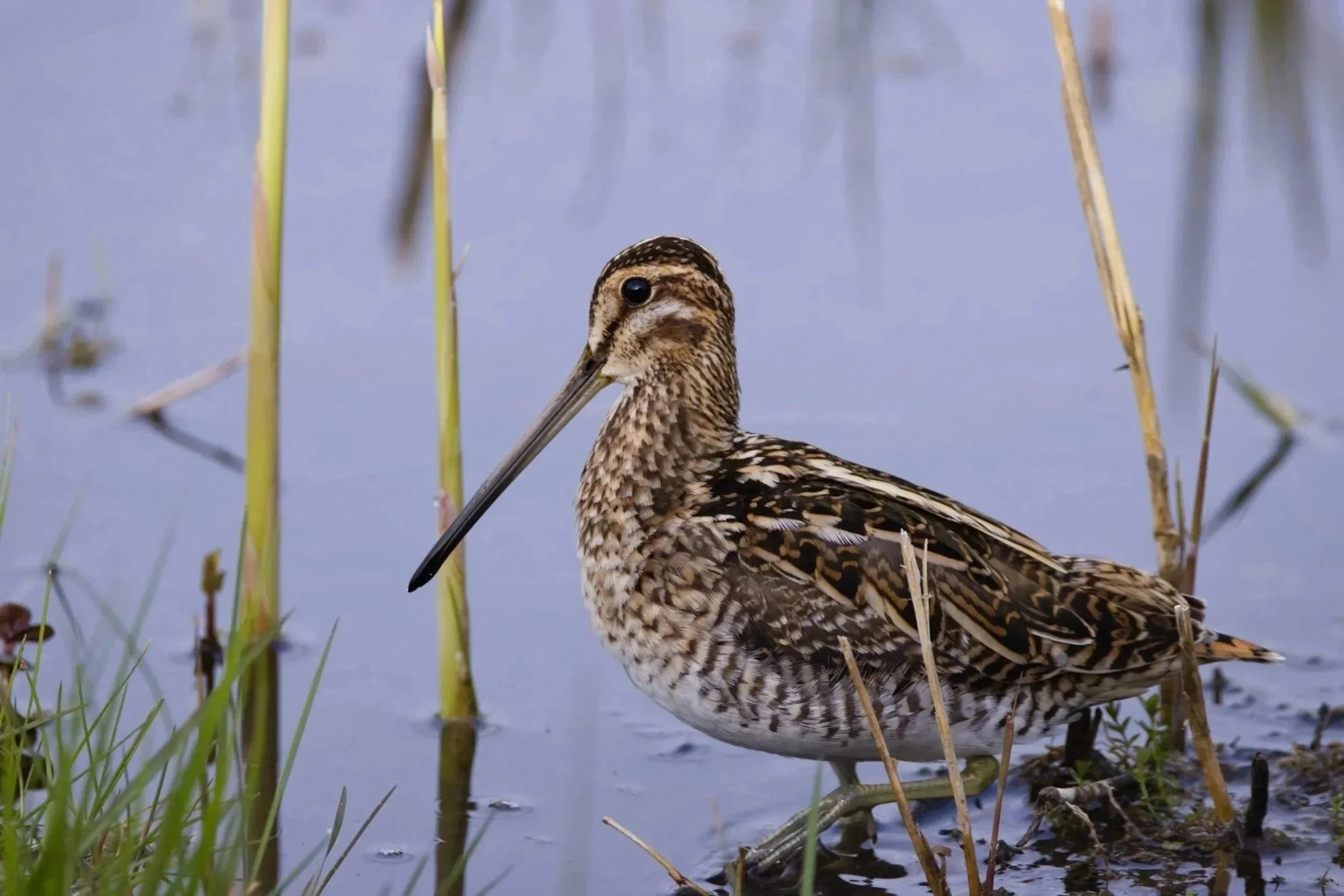 Snipe - (Gallinago gallinago) is a secretive and excellently camouflaged wader that thrives in wet upland habitats, especially peatlands and boggy moorland areas like those found on the Isle of Man. This medium sized wader, is compact with short legs