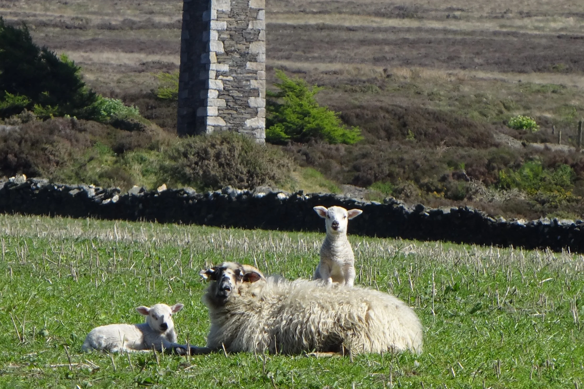 2025 Spring lambs - who graze South Barrule