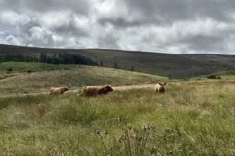 Highland Cattle conservation grazing on Glen Rushen ASSI