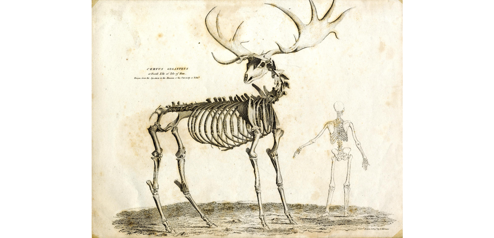 Irish Elk