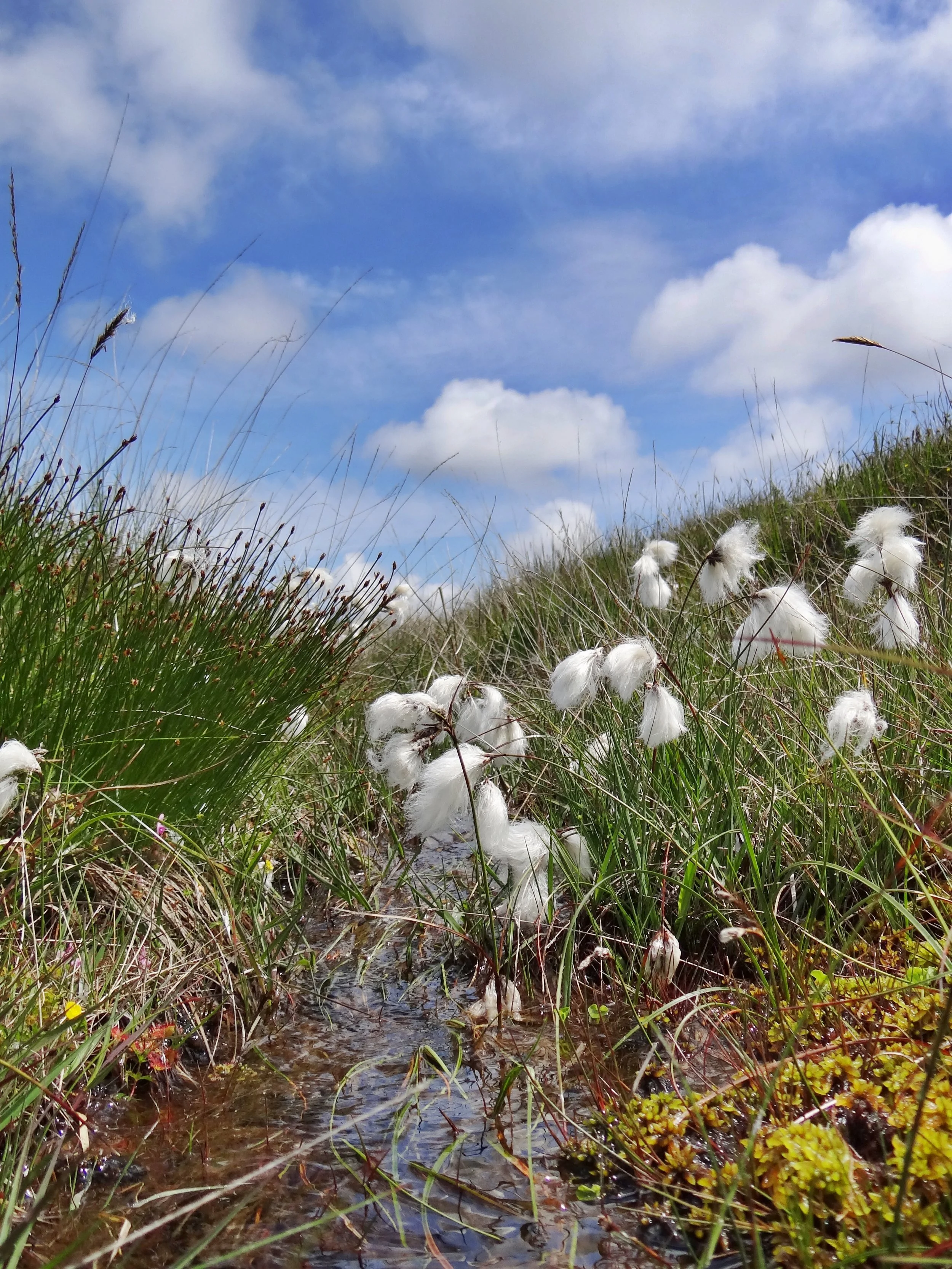Common cotton-grass- Often mistaken for sheep's wool, the fluffy, white seed heads blow in the wind brining the hills to life in late spring. Each stem has multiple drooping seed heads. Historically common cotton-grass was used to dress wounds, and s