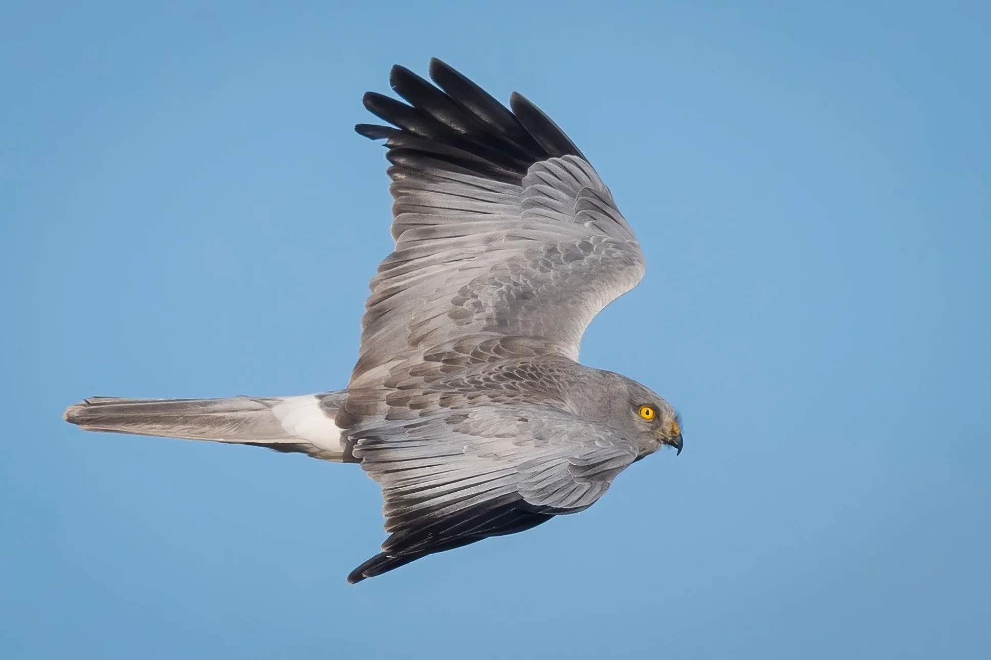 Male Hen Harrier - Stand out blue-grey colour body, with a white rump, pale underside and black wing tips. Found hunting over heath for small upland birds such as meadow pipits and small mammals such as mice. They will also prey on red grouse, hare's