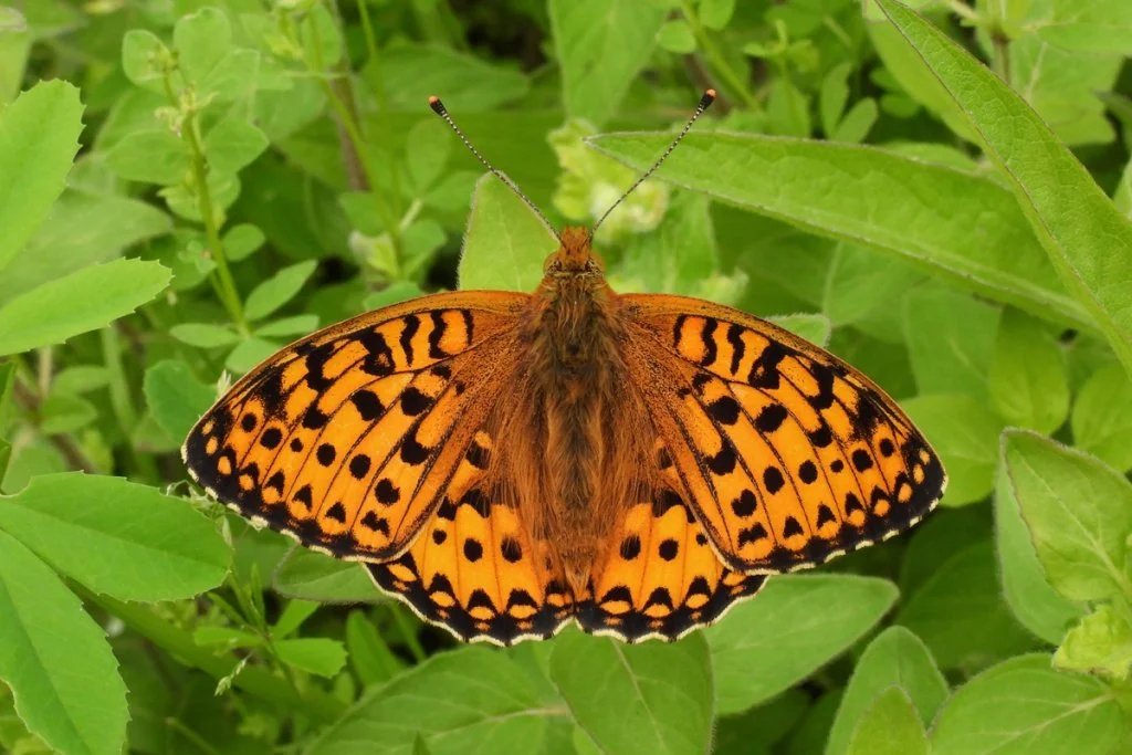Dark green fritillary