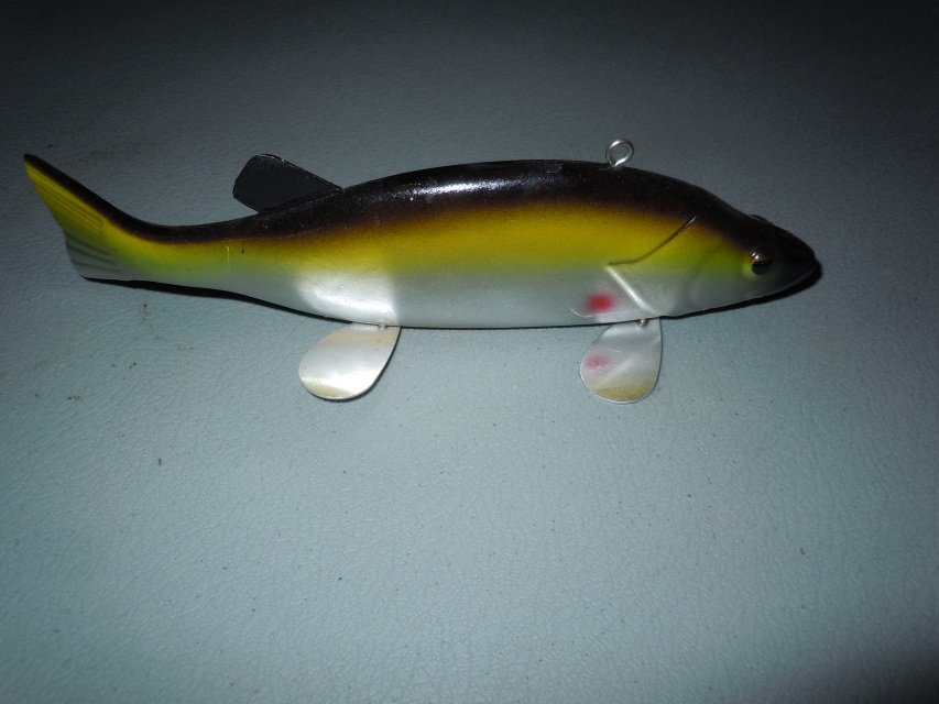 8" Perch Golden Shiner