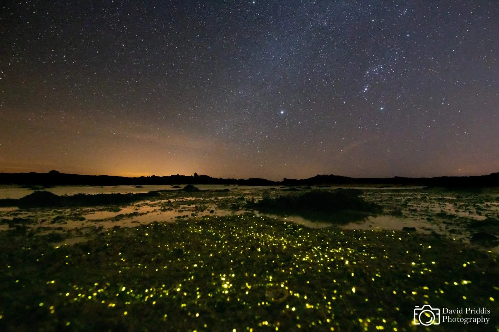 2397423968_bioluminescence-in-jersey.jpg